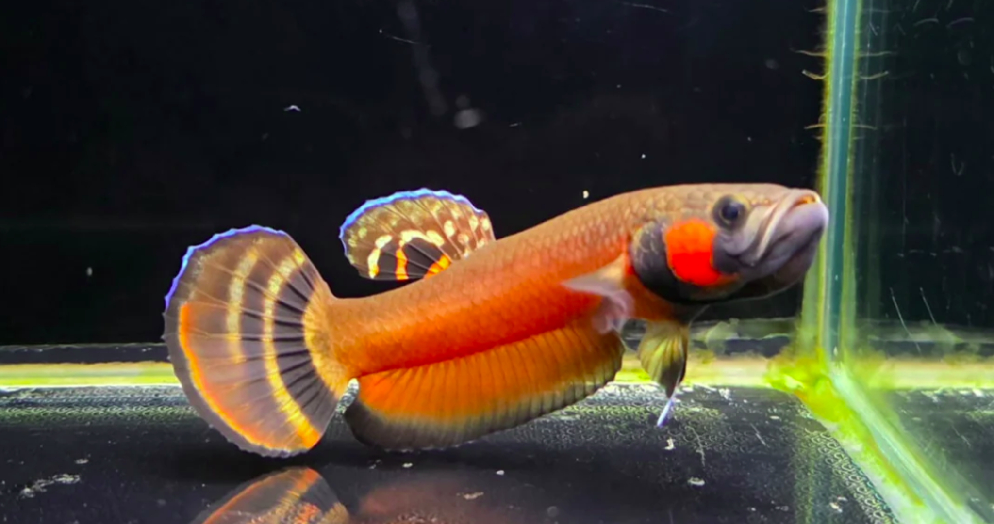 Macrostoma Male (505) - SUPER RED DOUBLE DOT RED ANAL DOT