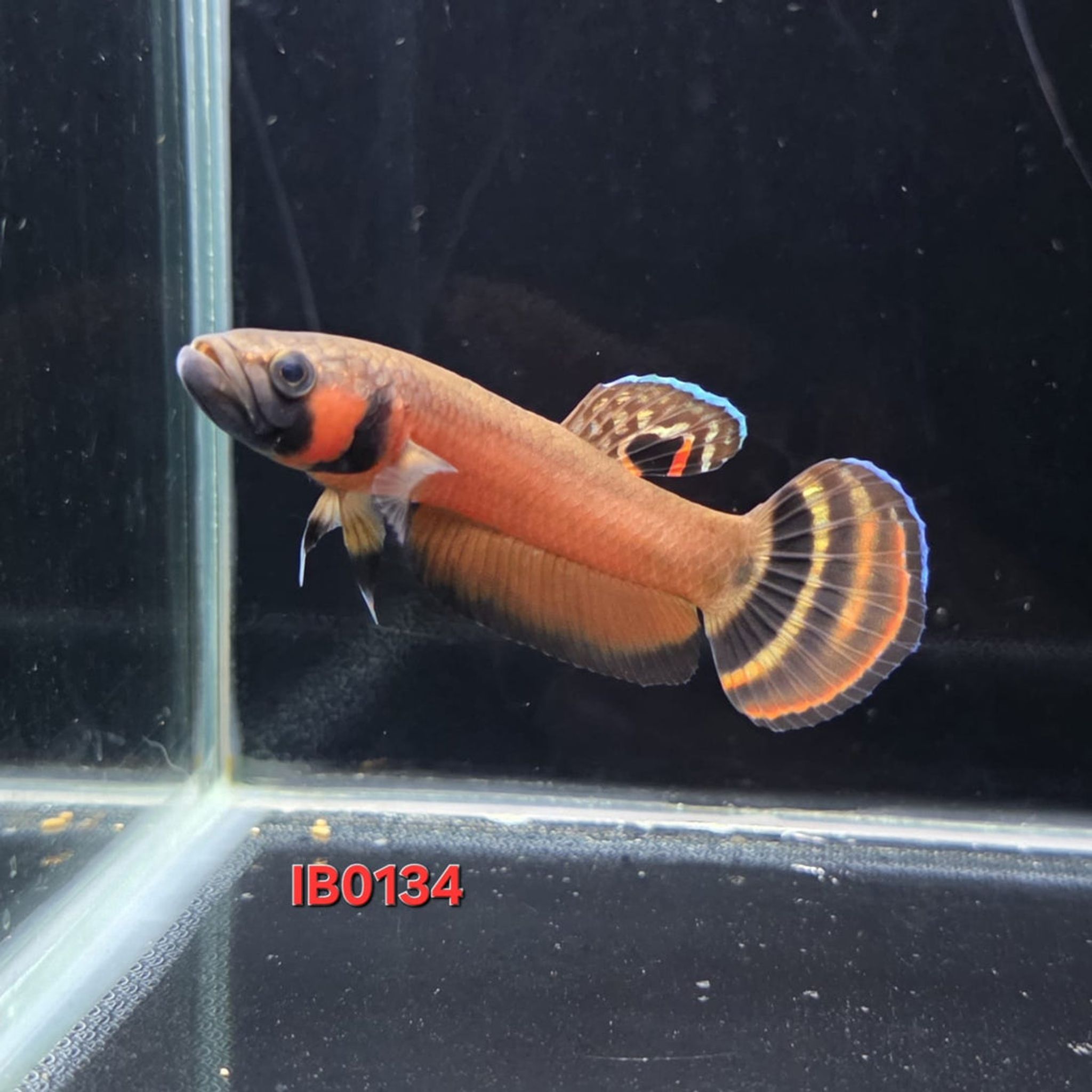 Macrostoma Male (IB134)
