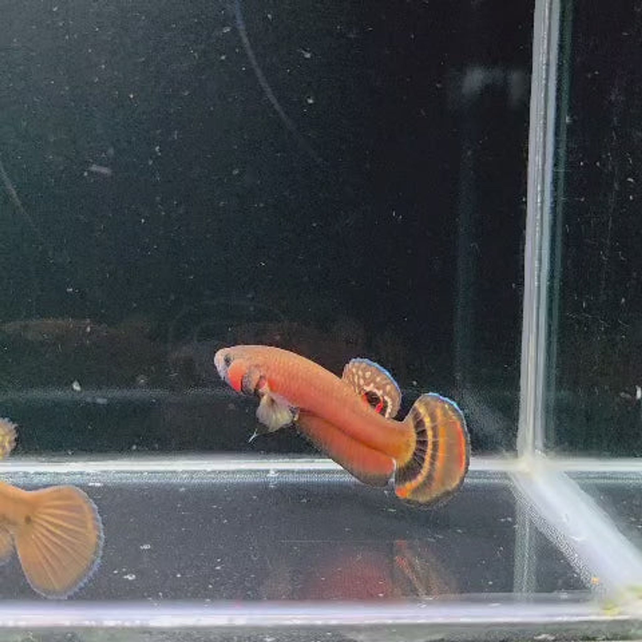 Macrostoma Male (IB219SR) - SUPER RED
