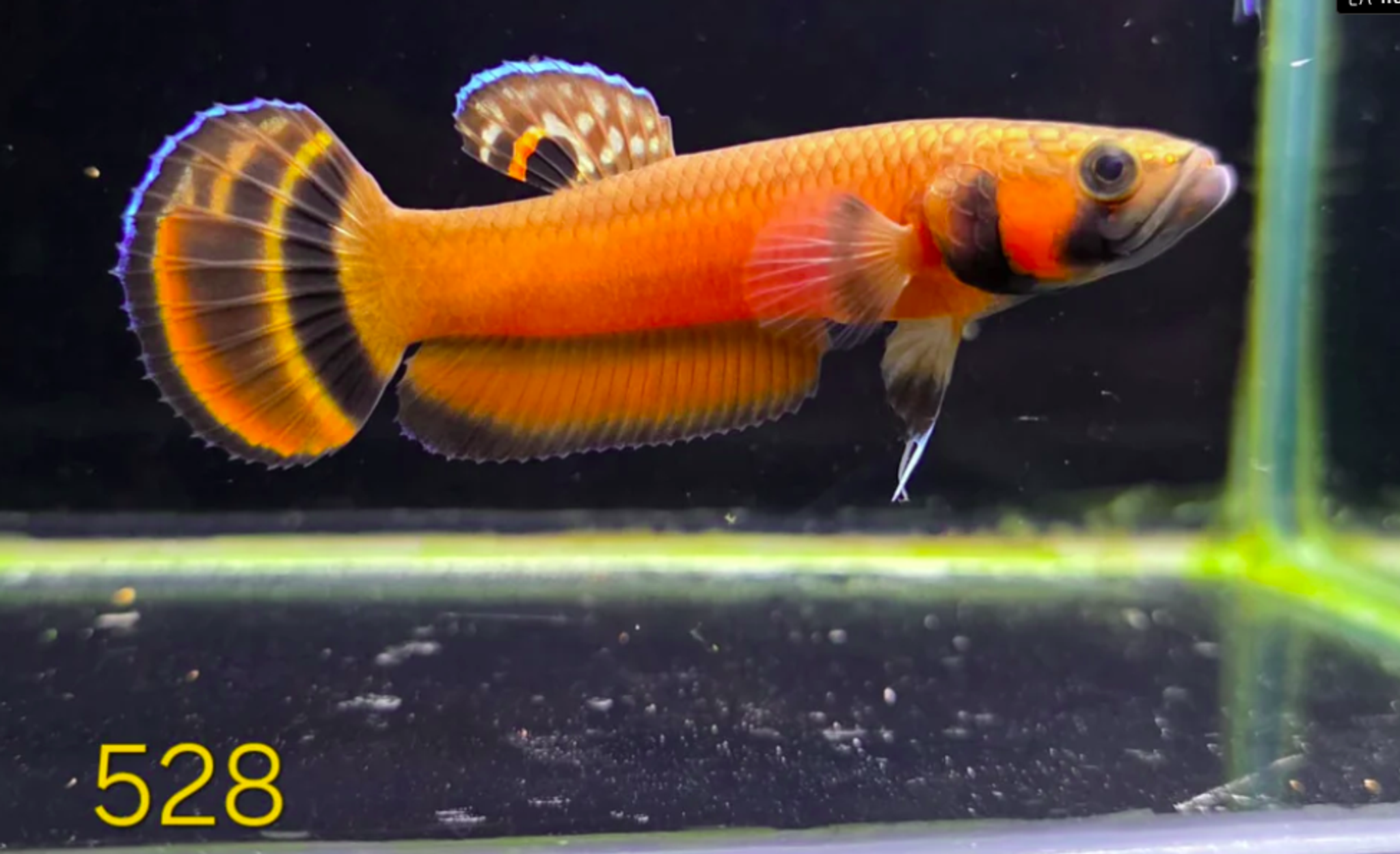 Macrostoma Male (IB528)