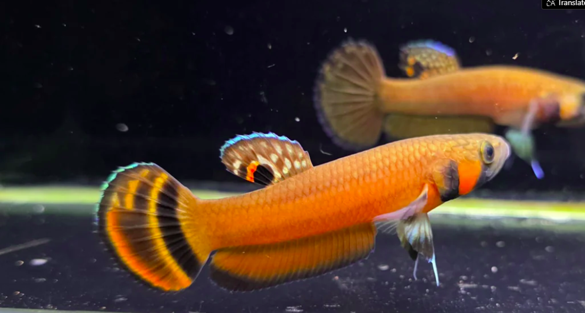 Macrostoma Male (IB528)