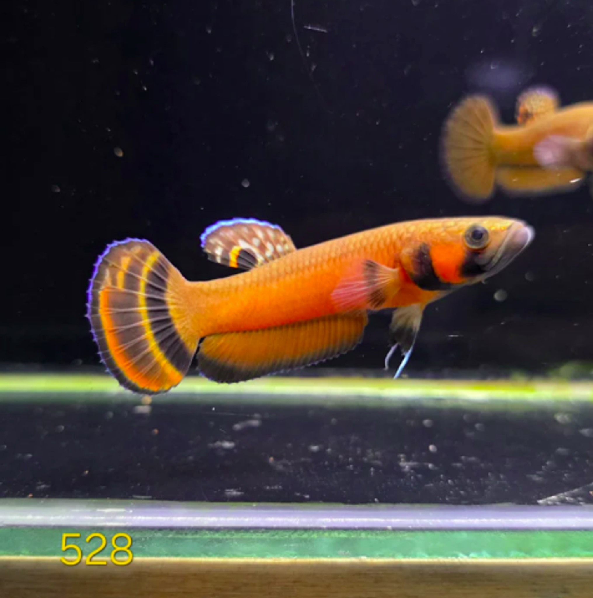 Macrostoma Male (IB528)