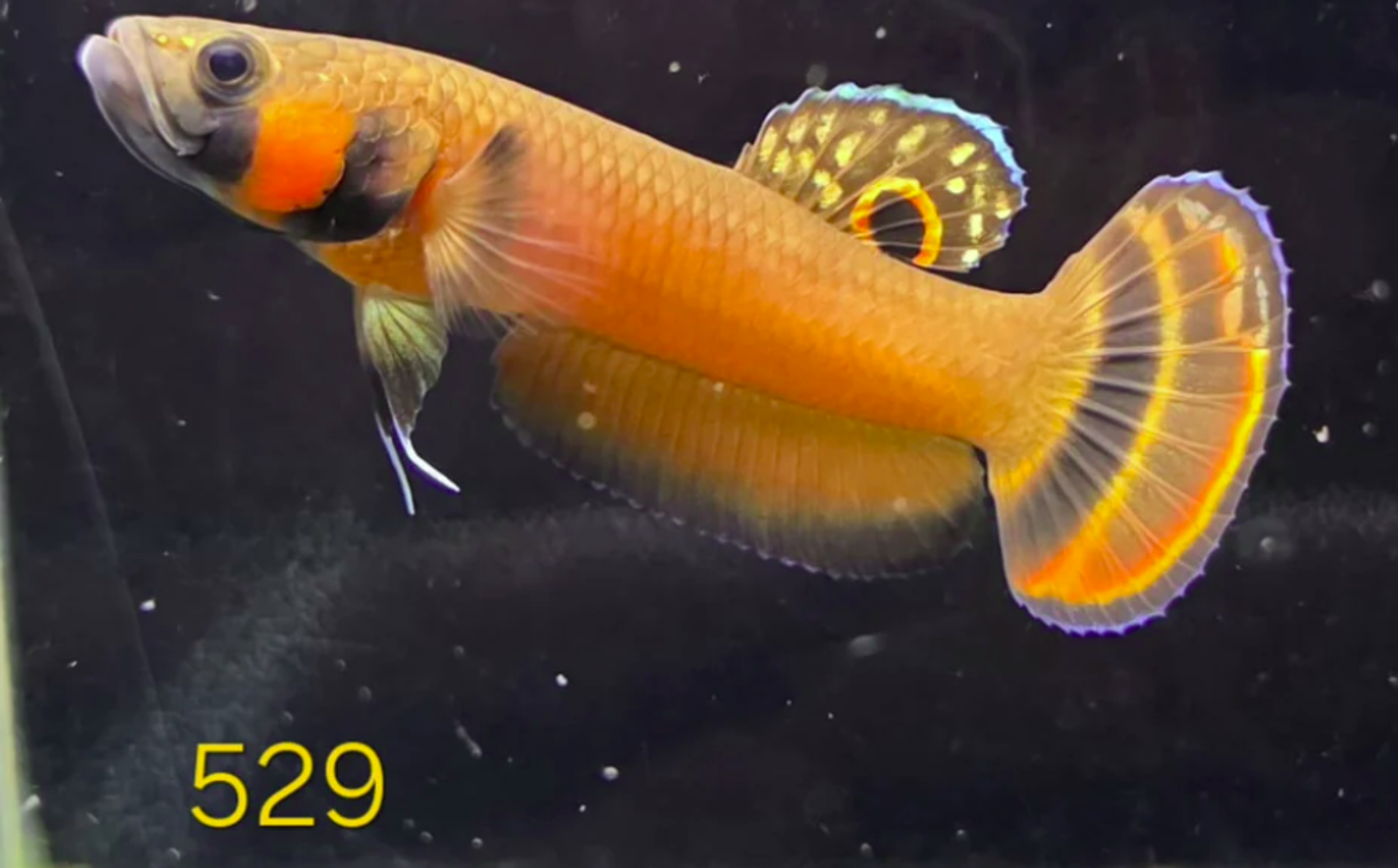 Macrostoma Male (IB529)