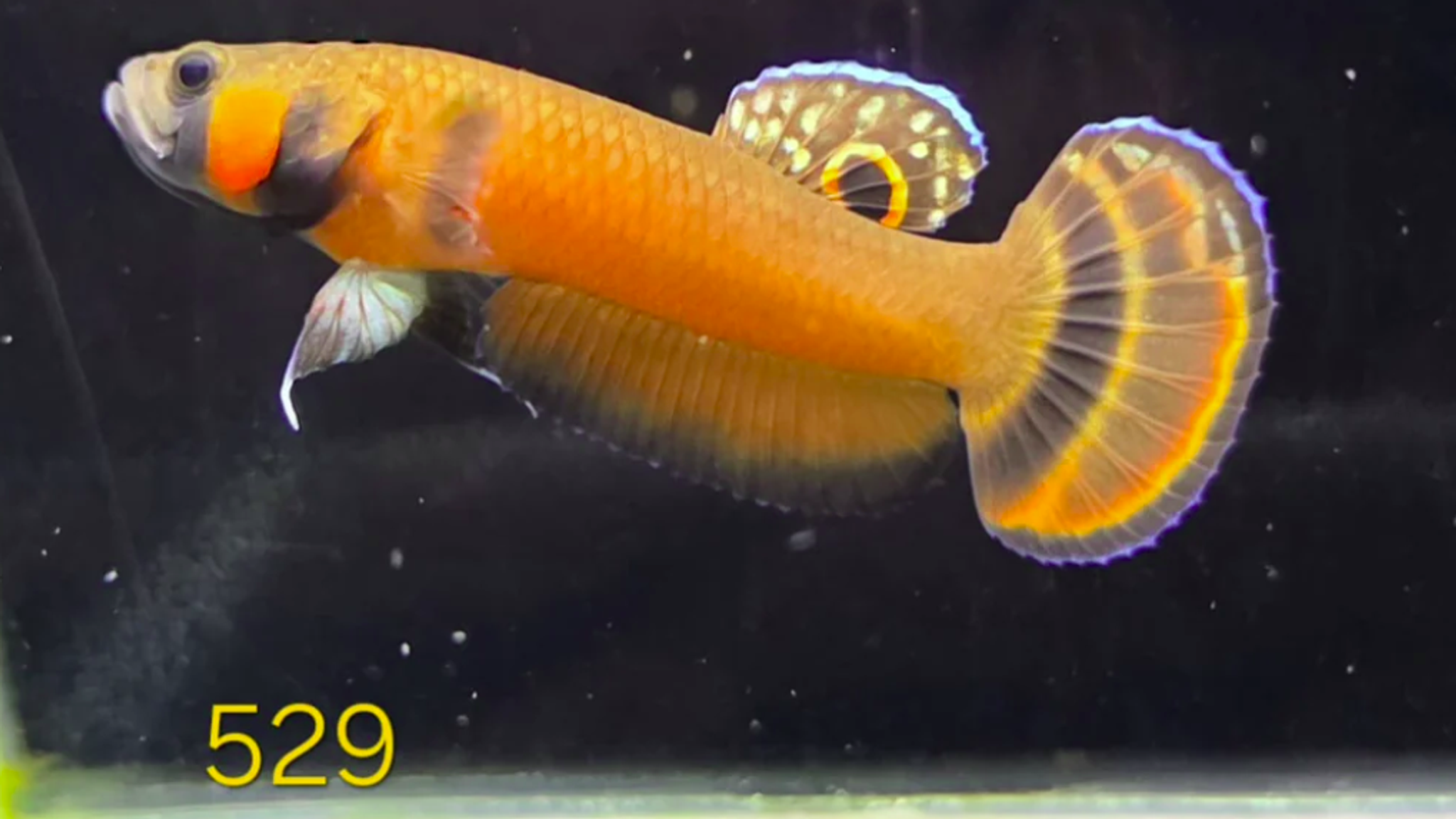 Macrostoma Male (IB529)