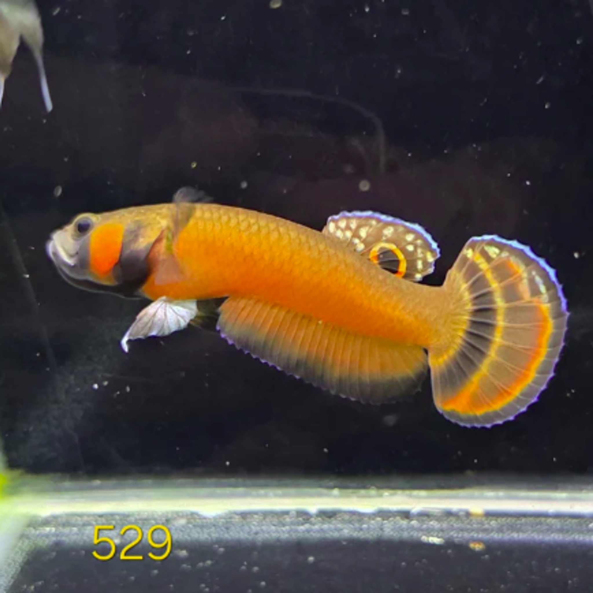 Macrostoma Male (IB529)