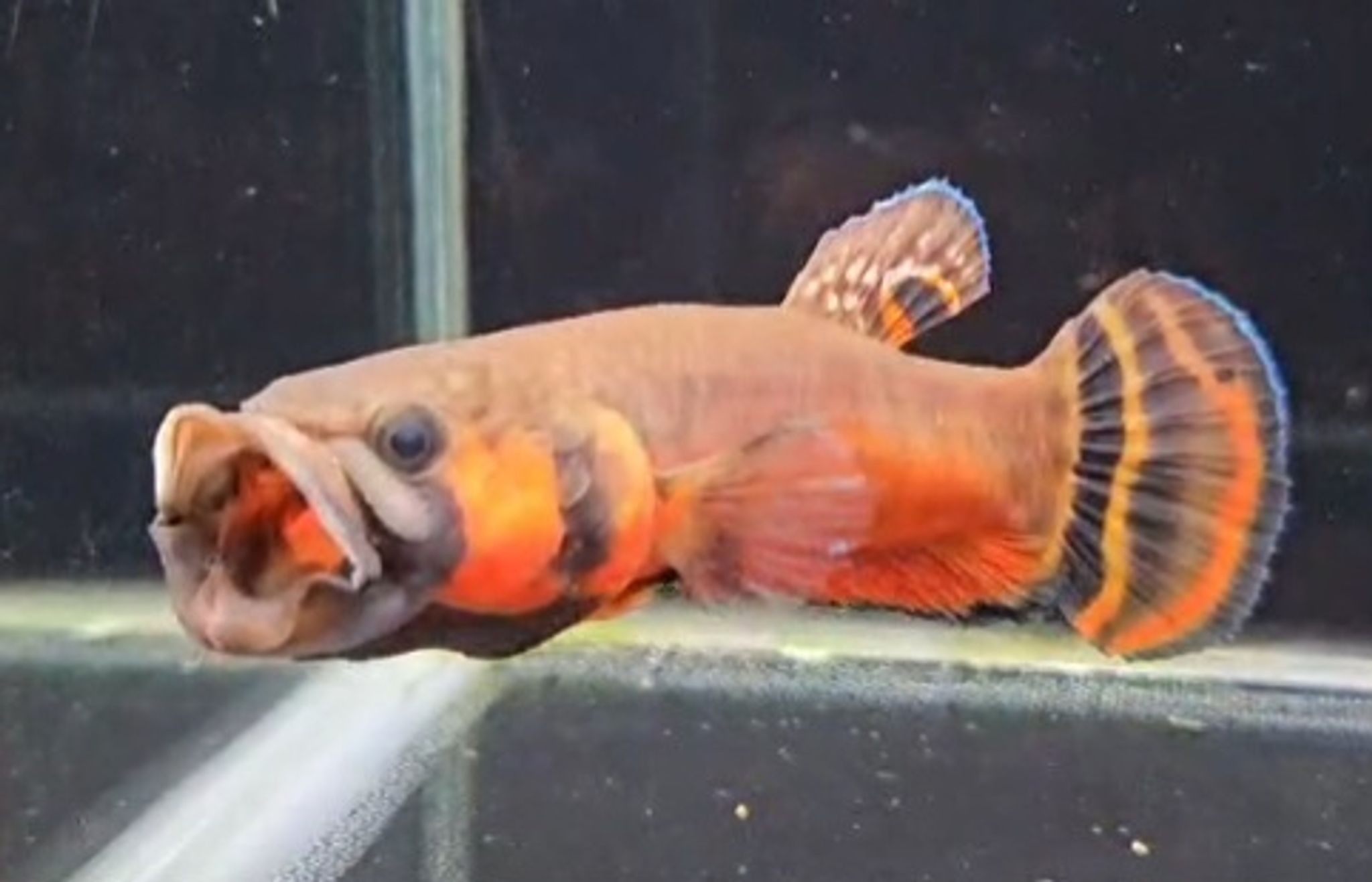 Macrostoma