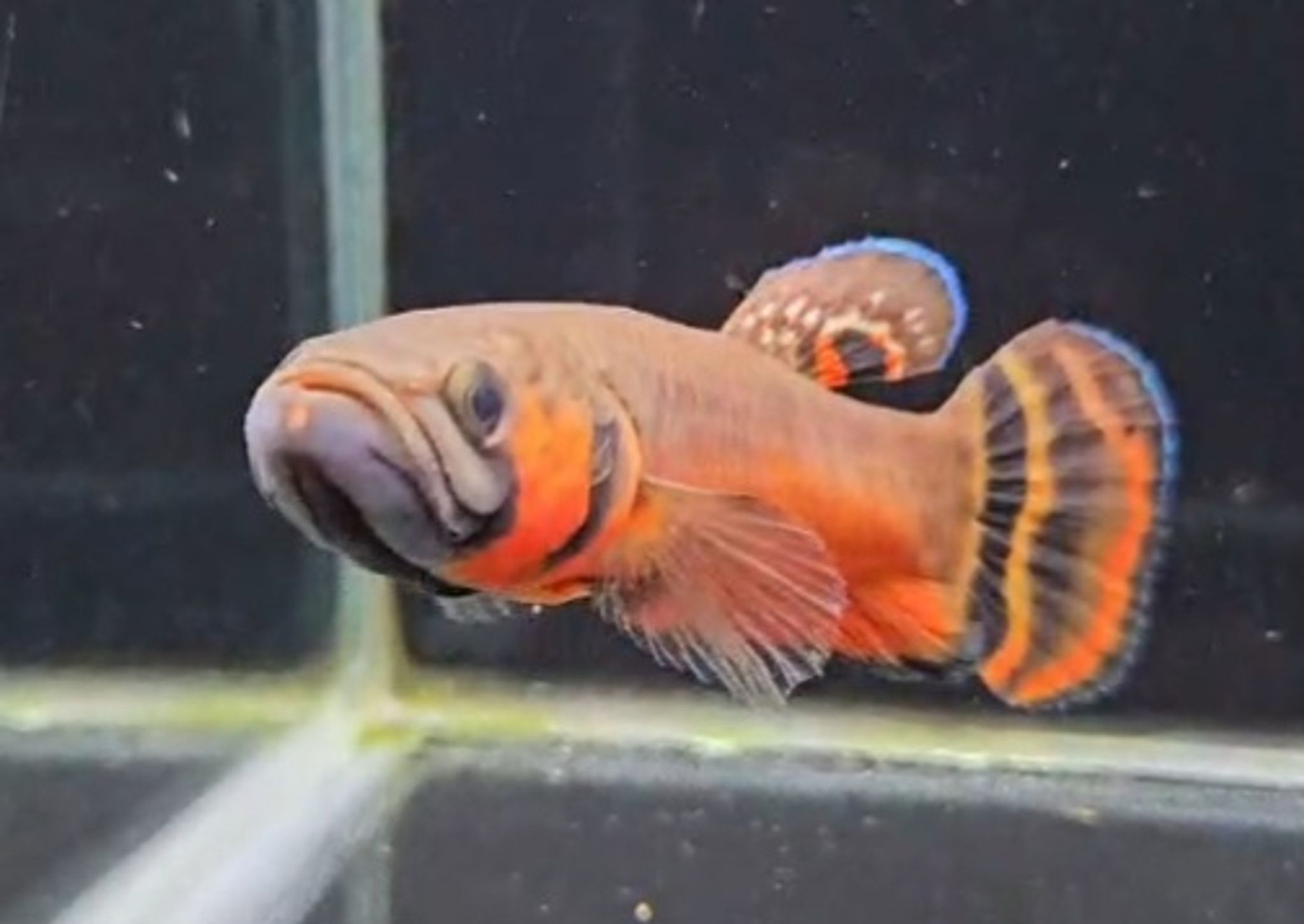 Macrostoma