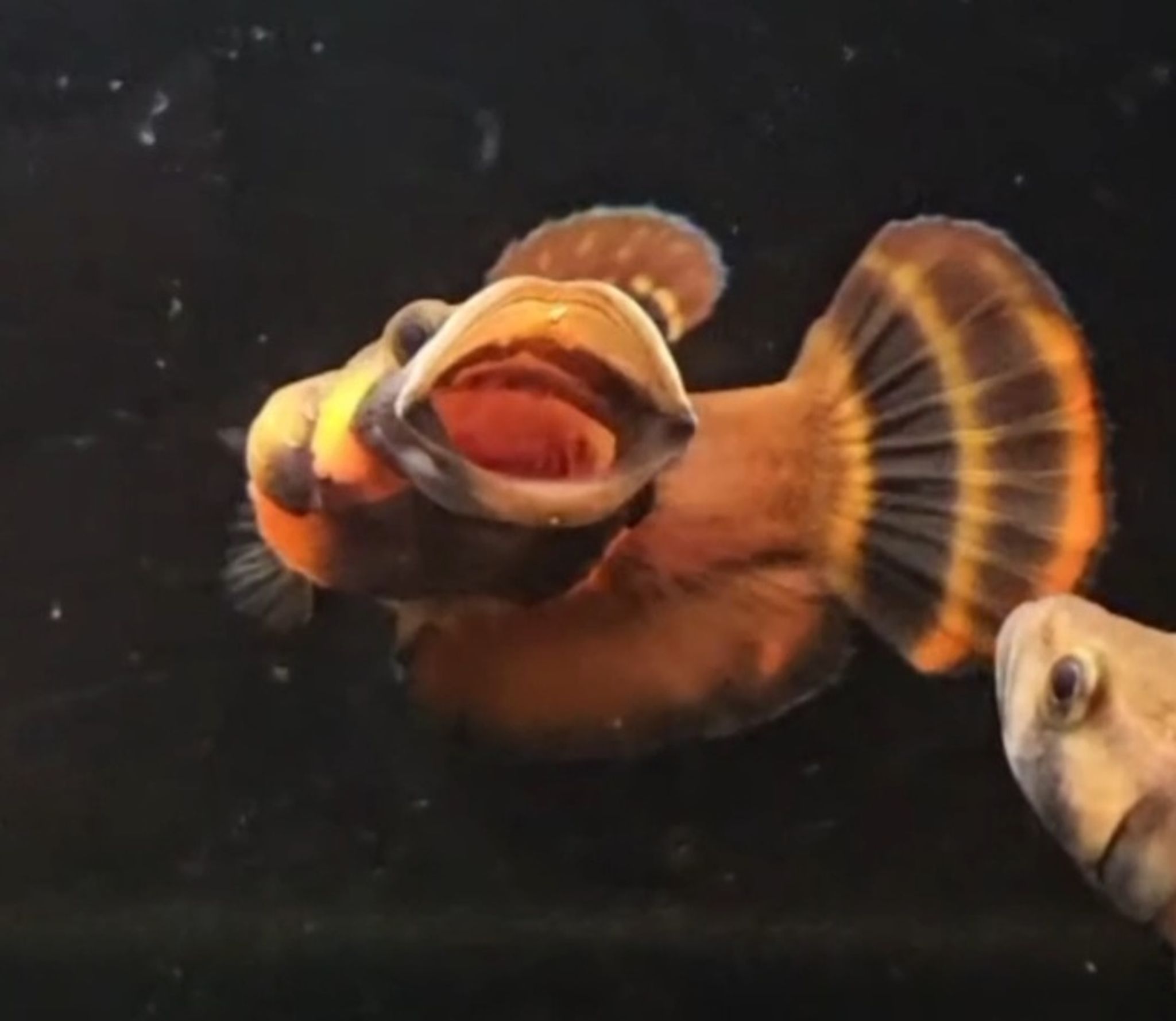 Macrostoma