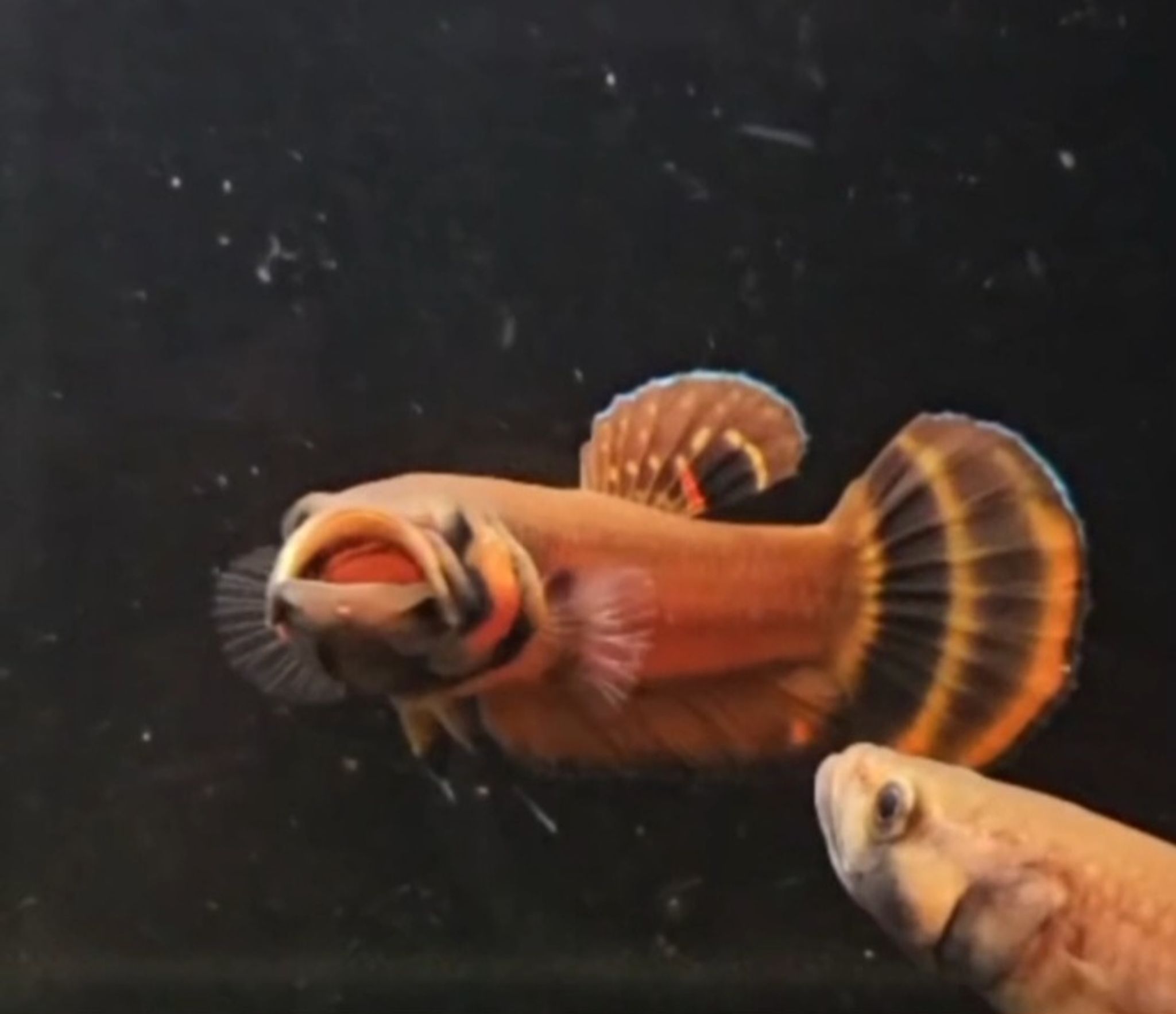 Macrostoma