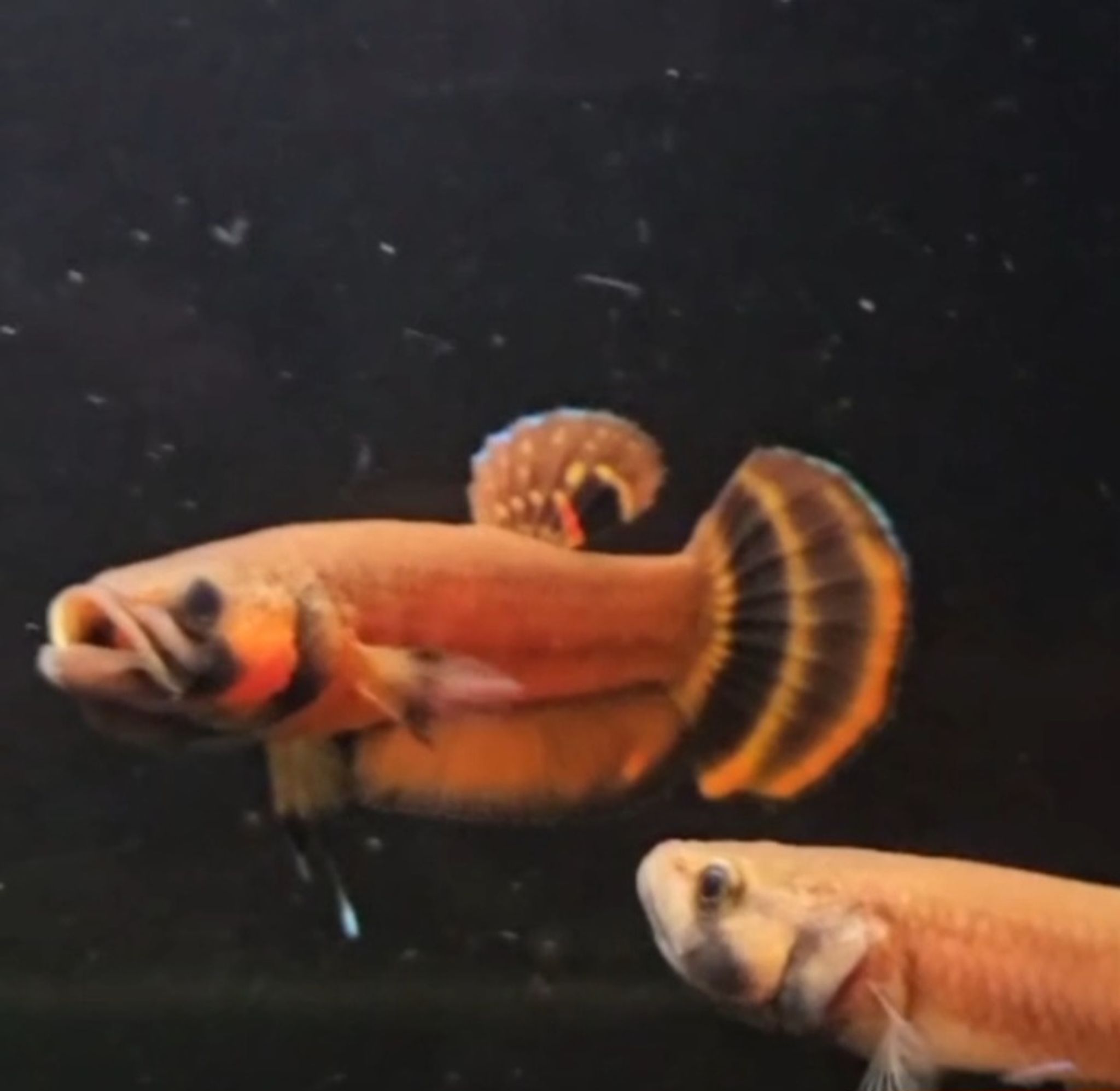 Macrostoma