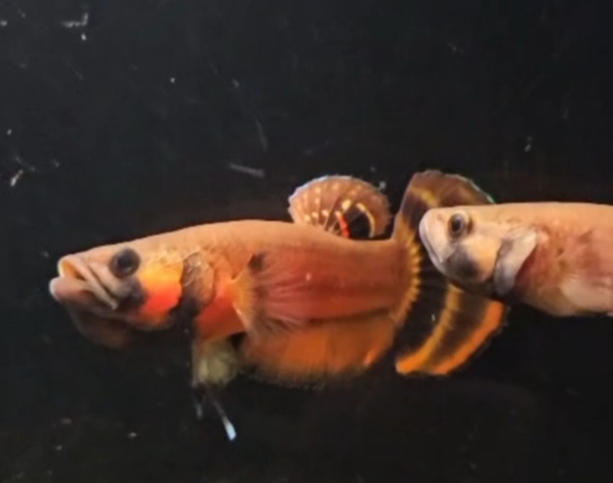 Macrostoma