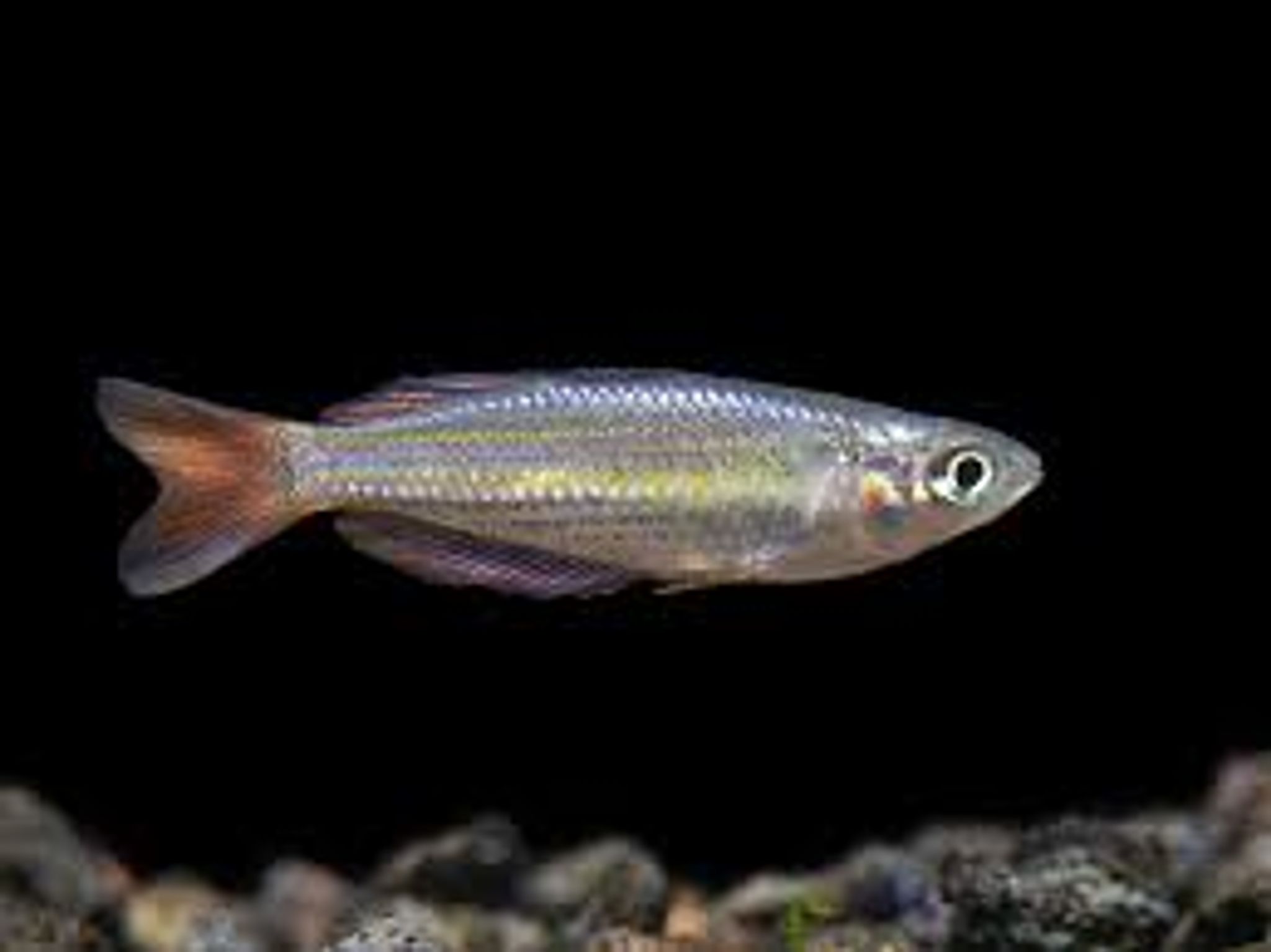 Macullochi Dwarf Rainbow L