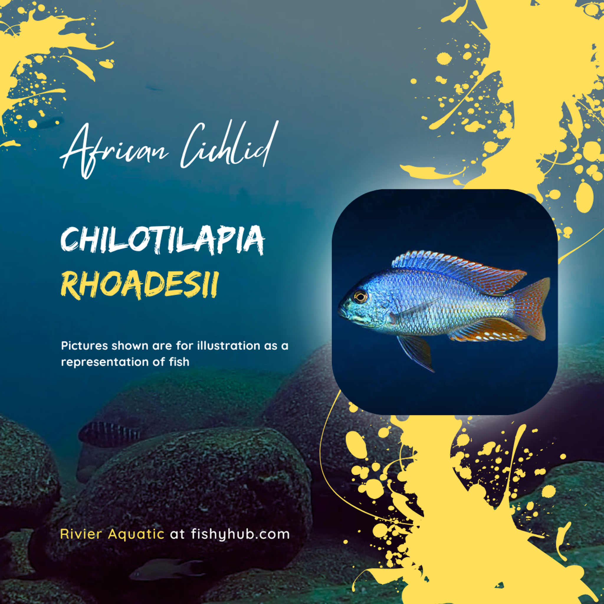 Malawi Bream (Chilotilapia Rhoadesii)