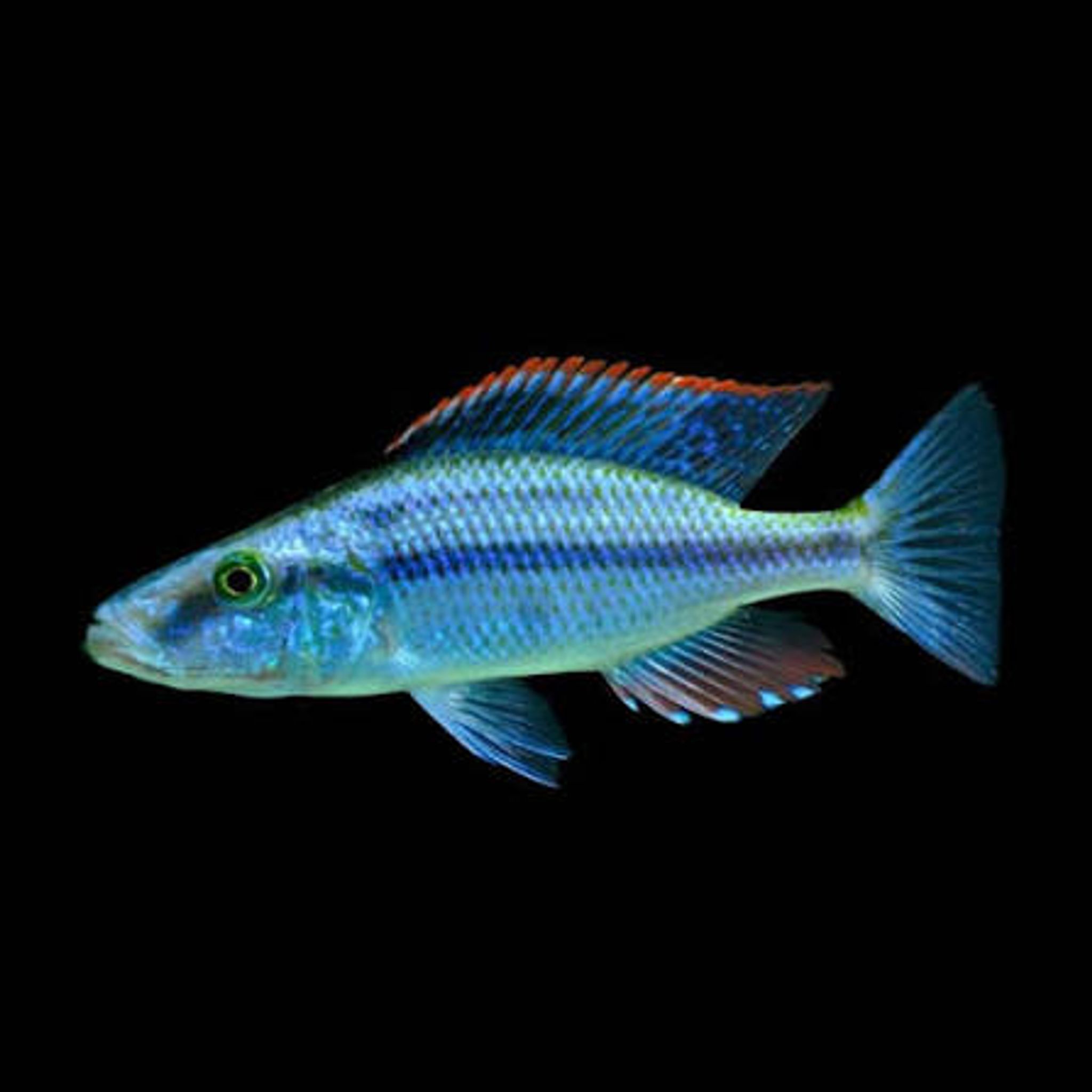 Malawi Eyebiter