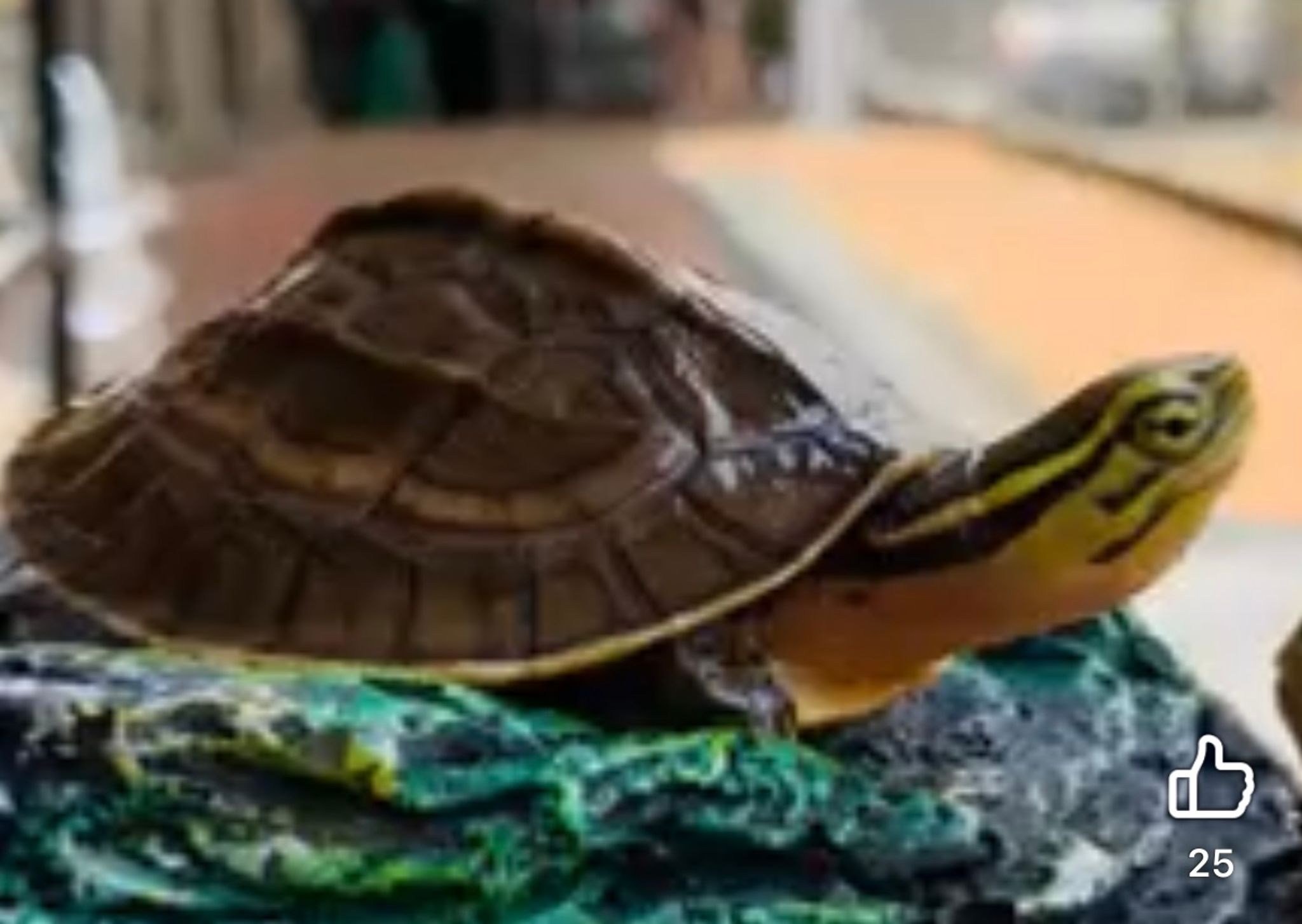 Malayan Box Turtle