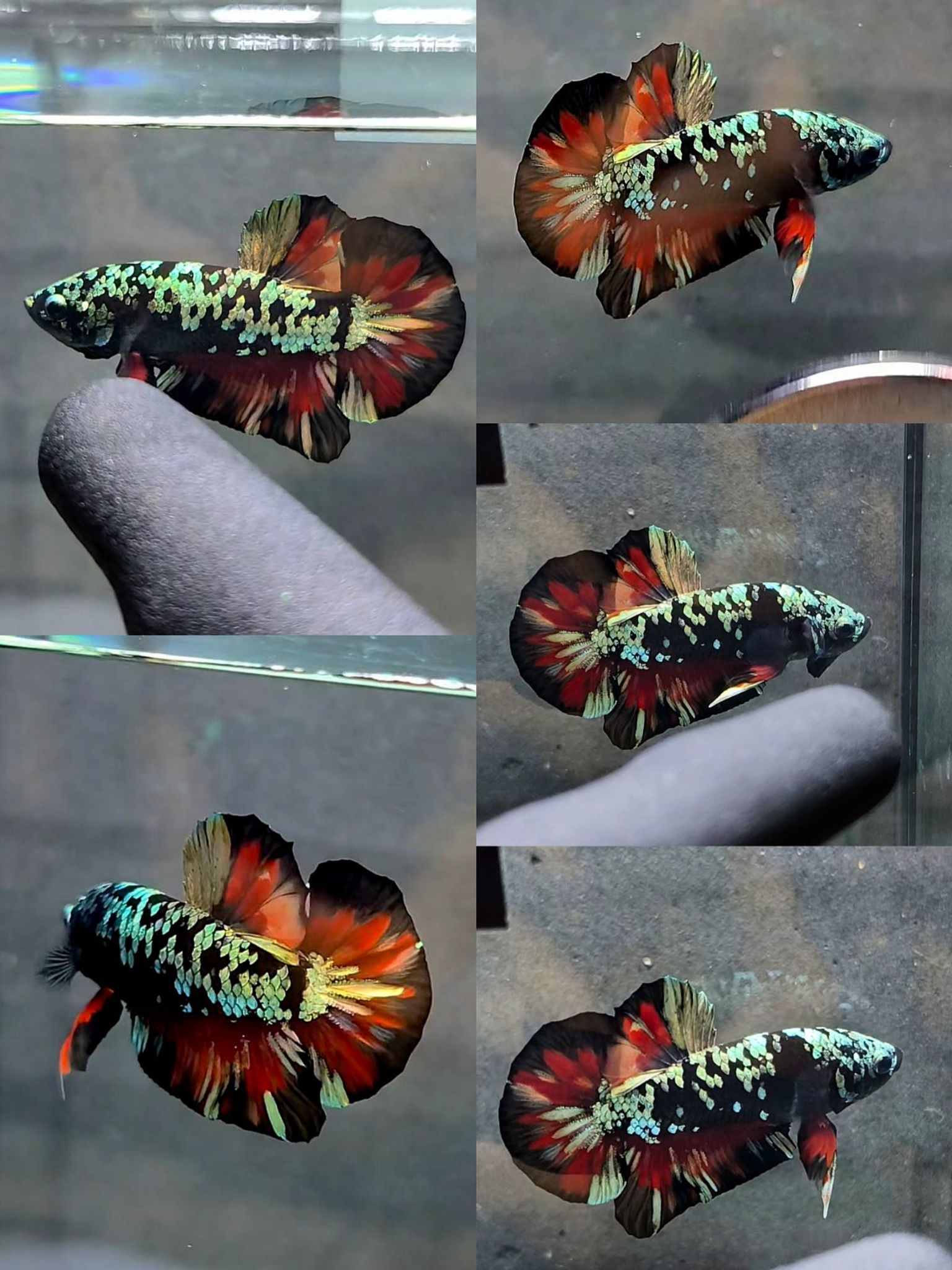 Male Avatar black variations