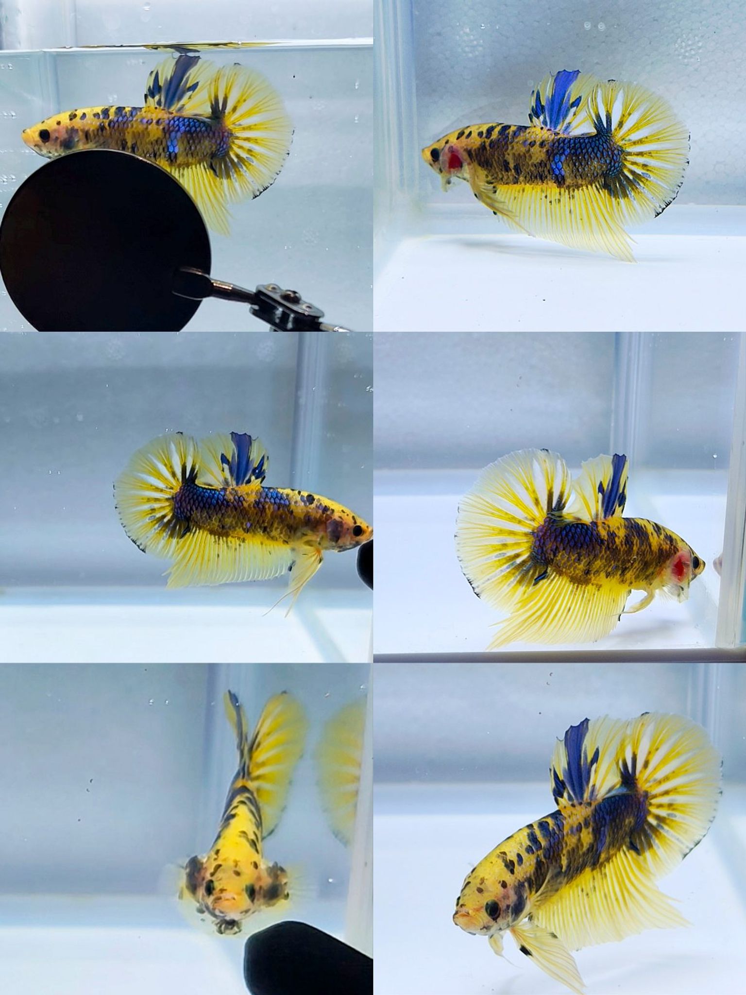 Male Giant marble yellow galaxy
