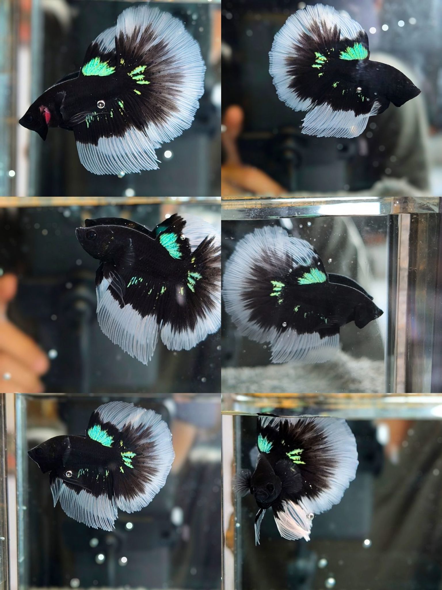 Male Halfmoon black green light🖤💚 (Male Halfmoon black green light🖤💚)