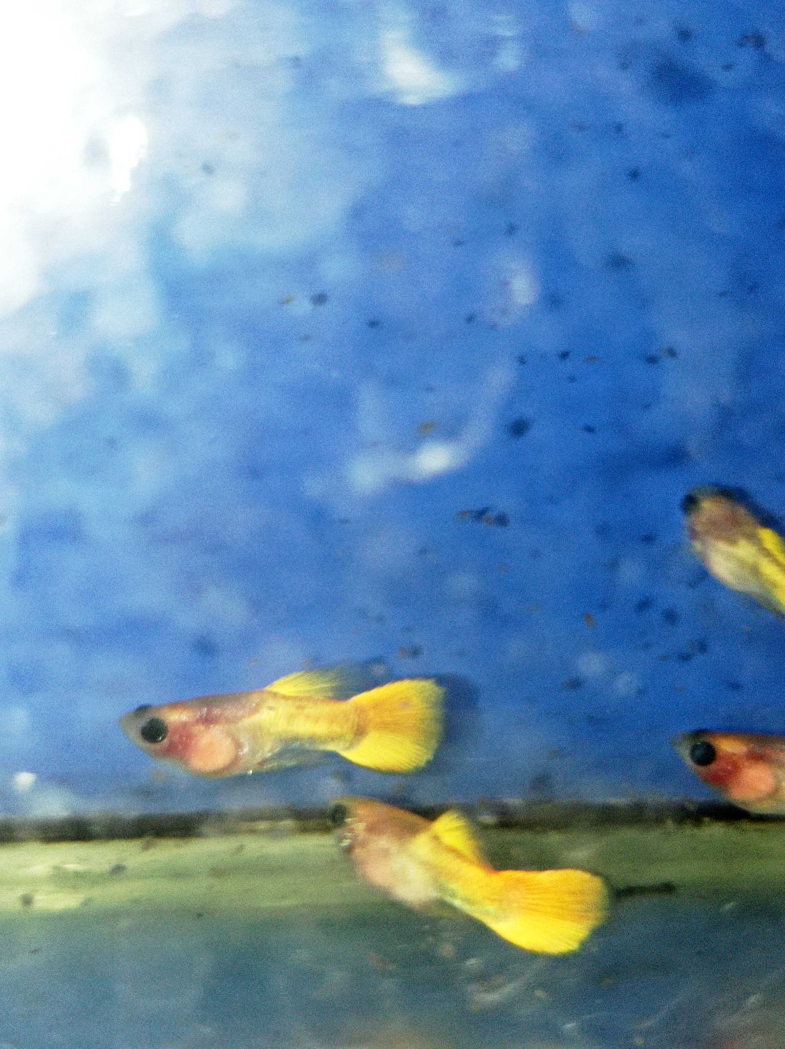 Male Yellow SBGB (short body belly glass) Guppy fish
