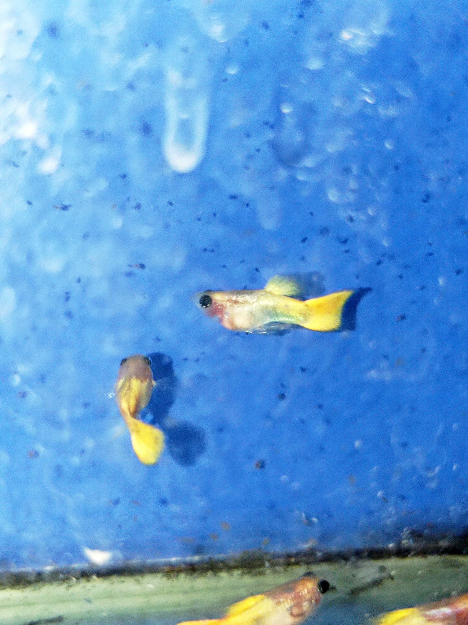 Male Yellow SBGB (short body belly glass) Guppy fish