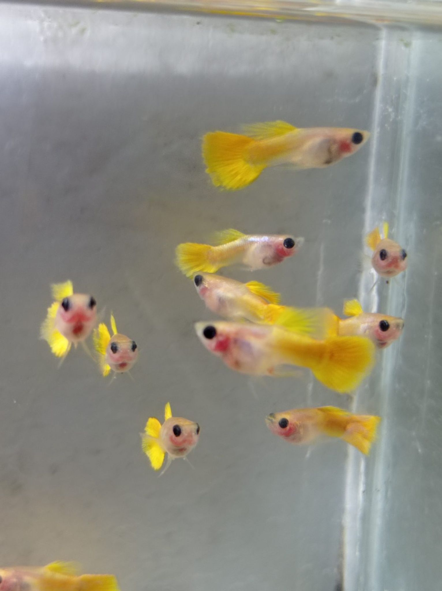Male Yellow SBGB (short body belly glass) Guppy fish