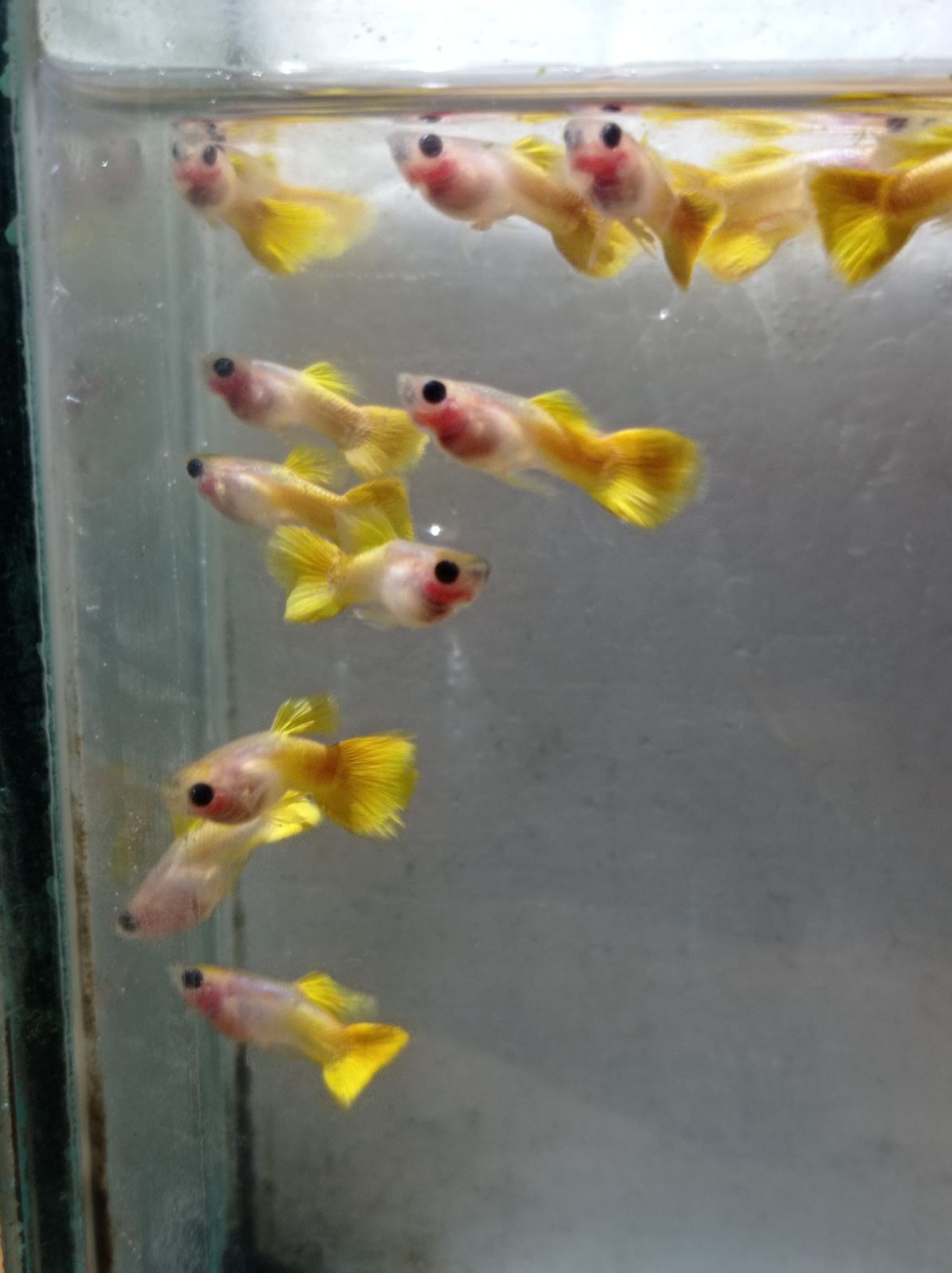 Male Yellow SBGB (short body belly glass) Guppy fish