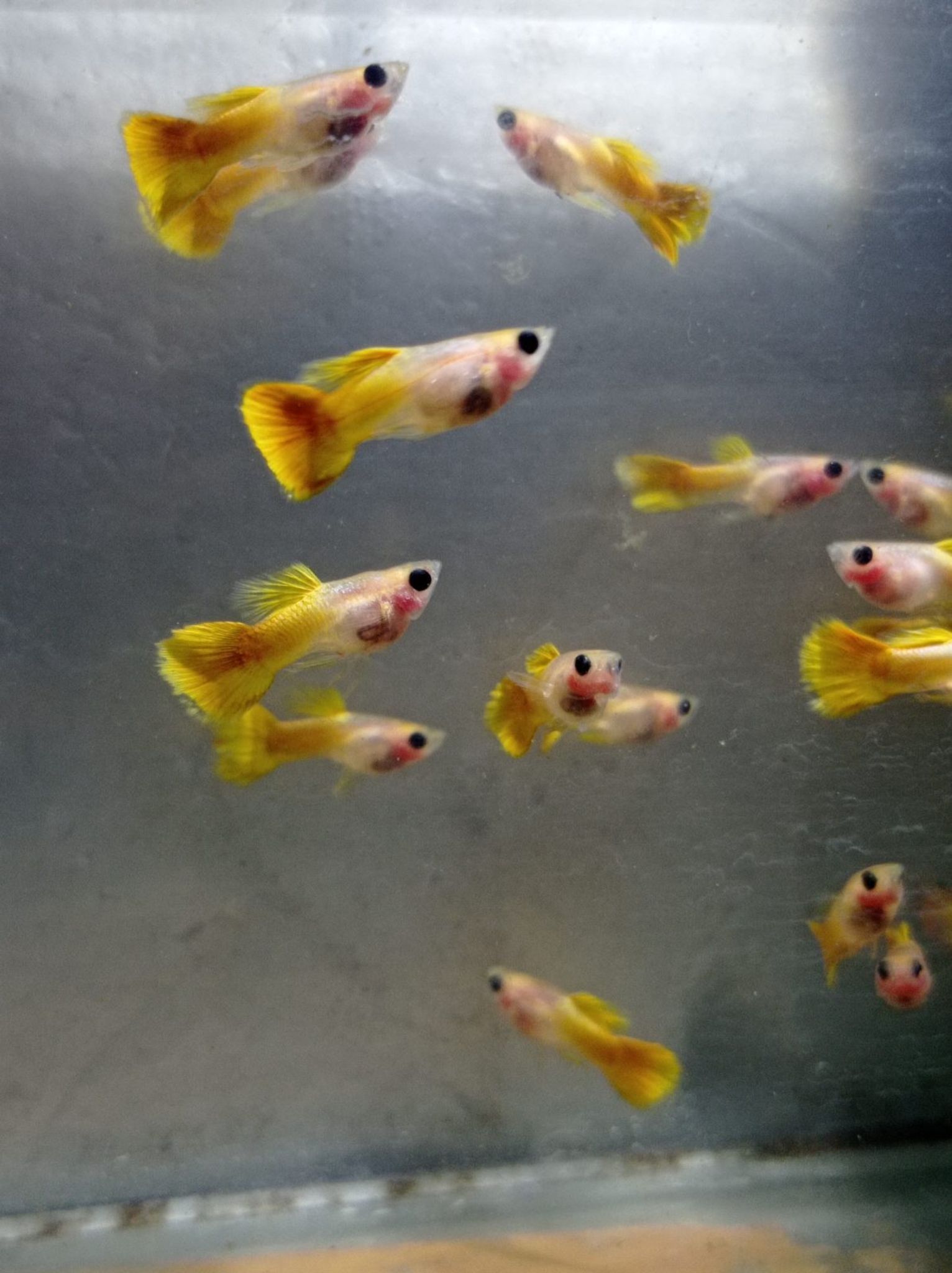 Male Yellow SBGB (short body belly glass) Guppy fish