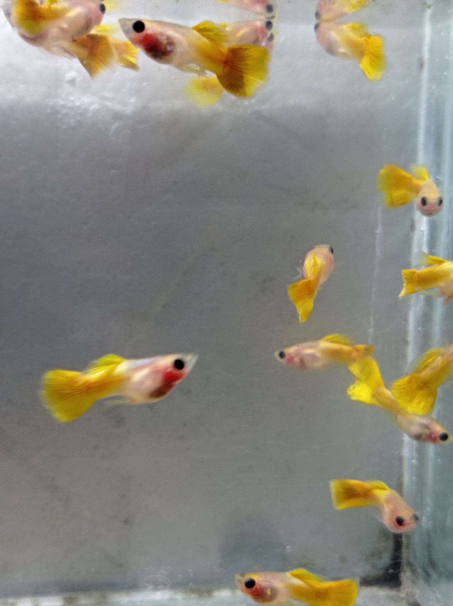 Male Yellow SBGB (short body belly glass) Guppy fish