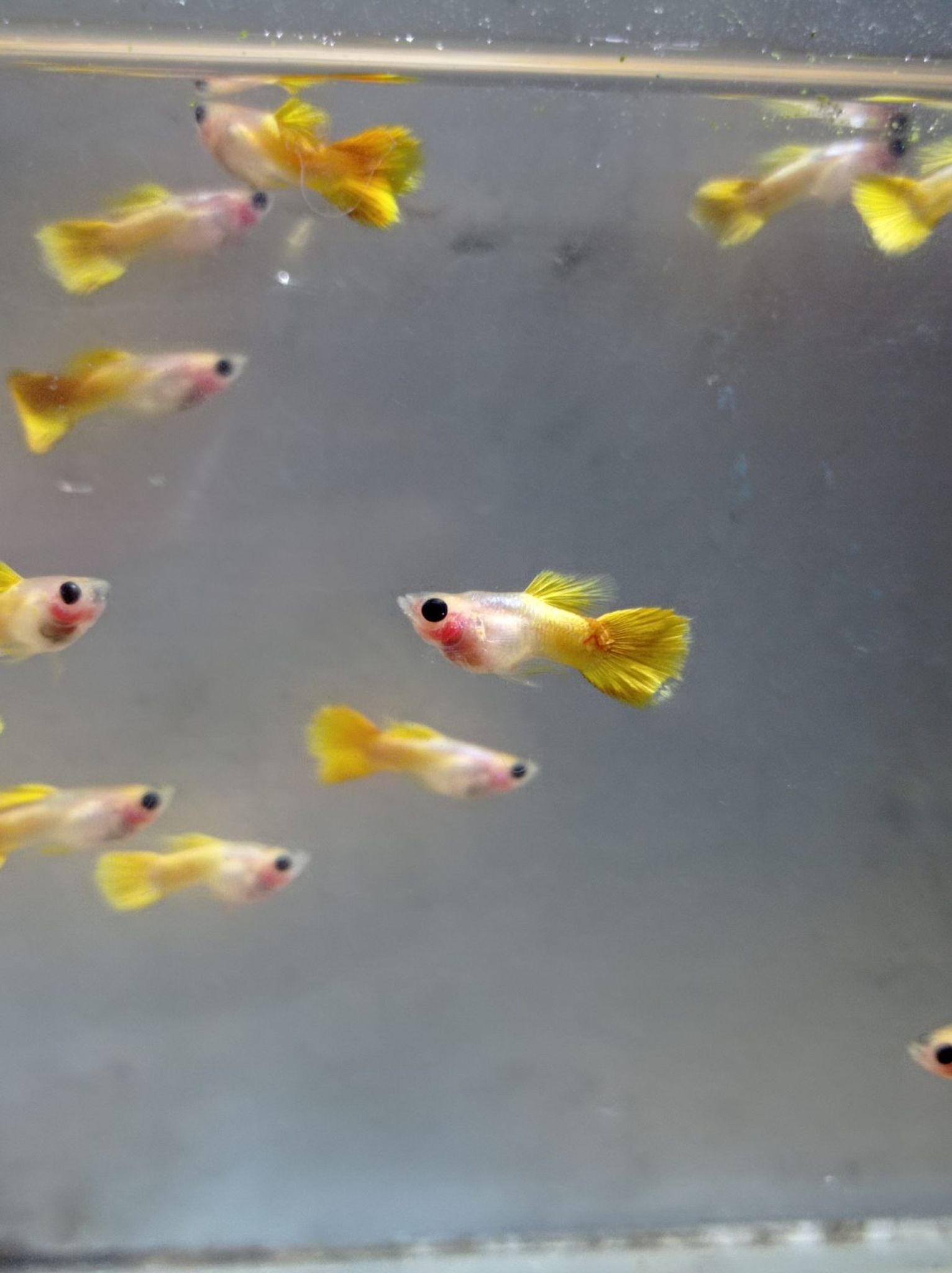 Male Yellow SBGB (short body belly glass) Guppy fish