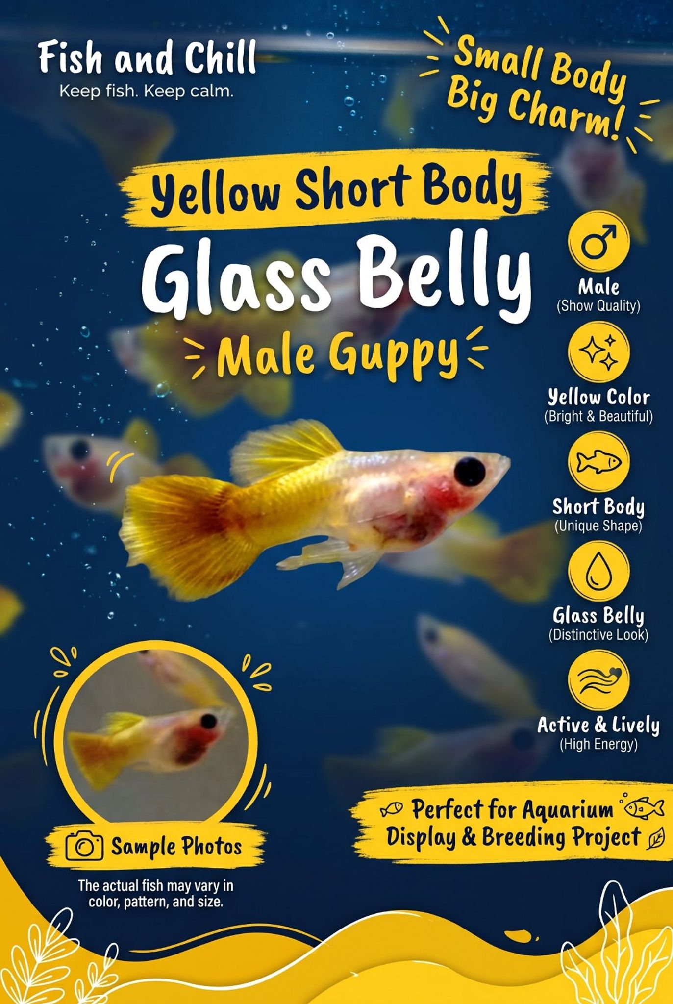 Male Yellow SBGB (short body belly glass) Guppy fish