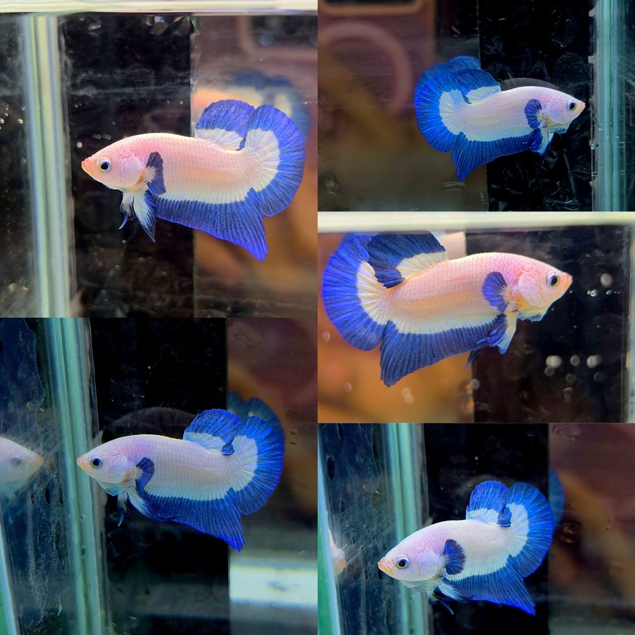 Male blue rim