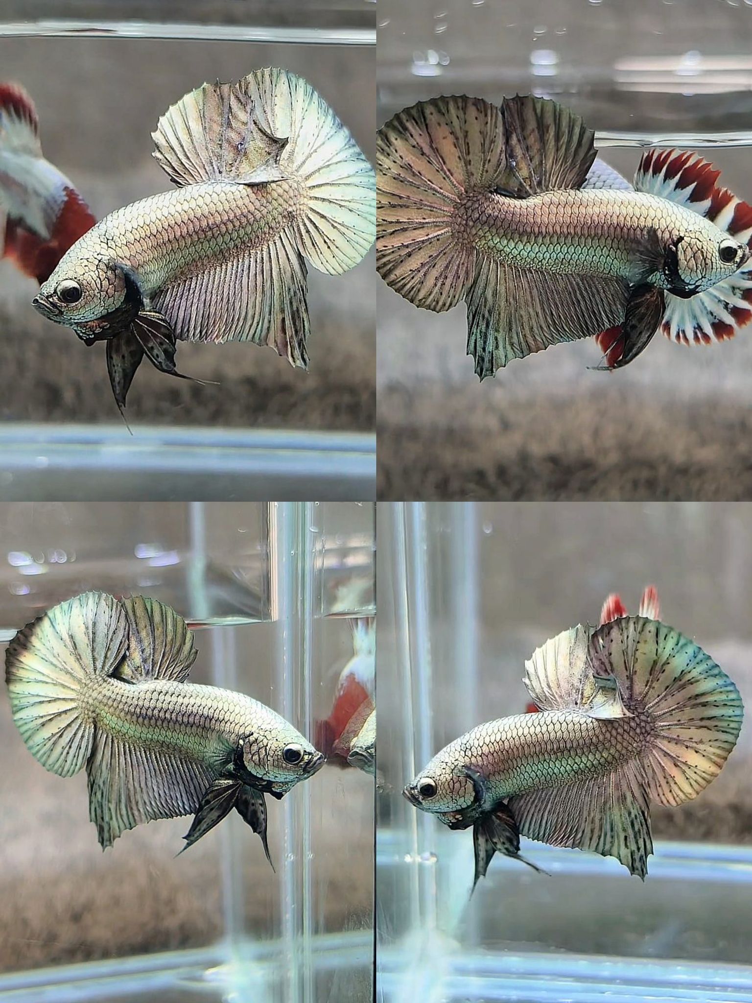 Male copper Pure