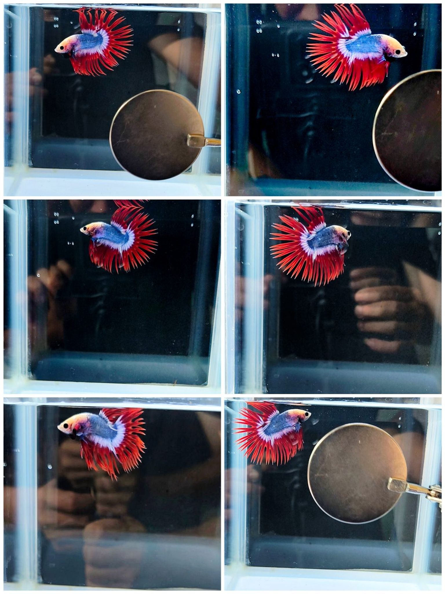 Male crowntail maskot