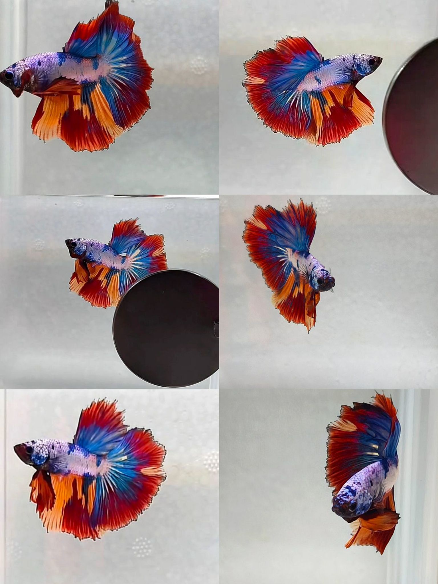 Male halfmoon fancy candy fire