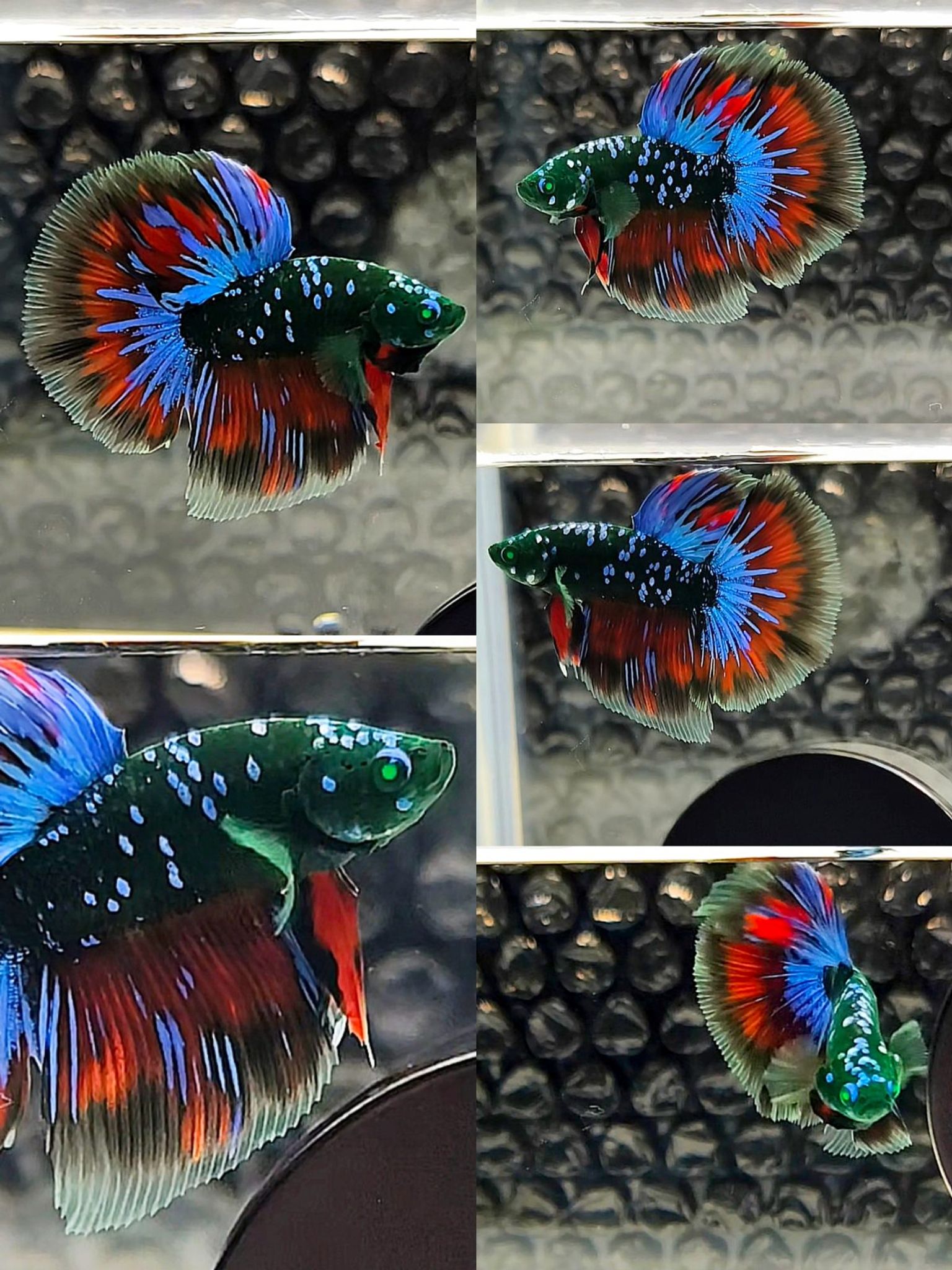 Male halfmoon Avatar Gordon Hulk 💚