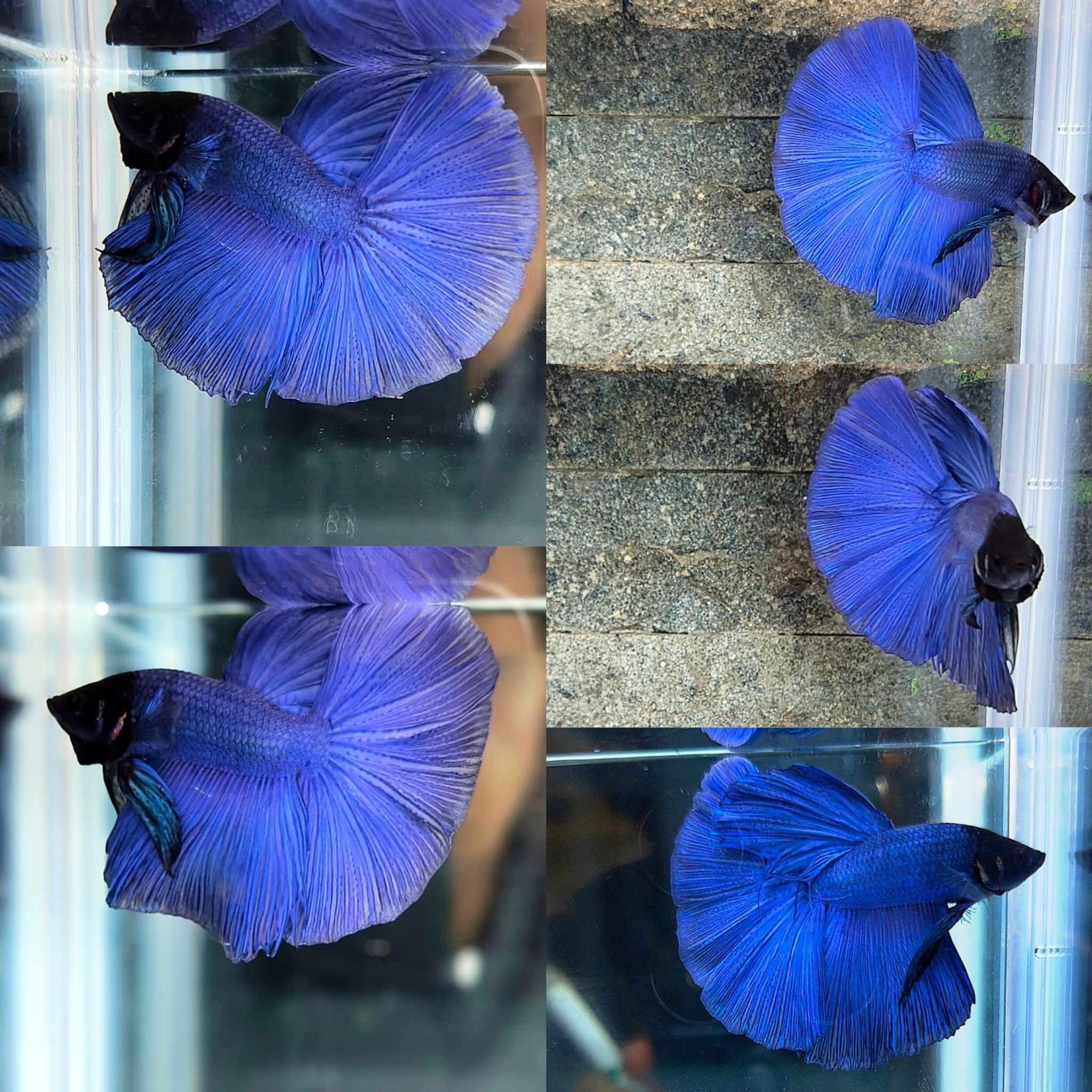 Male halfmoon Black head 💙🖤 (Male halfmoon Black head 💙🖤)