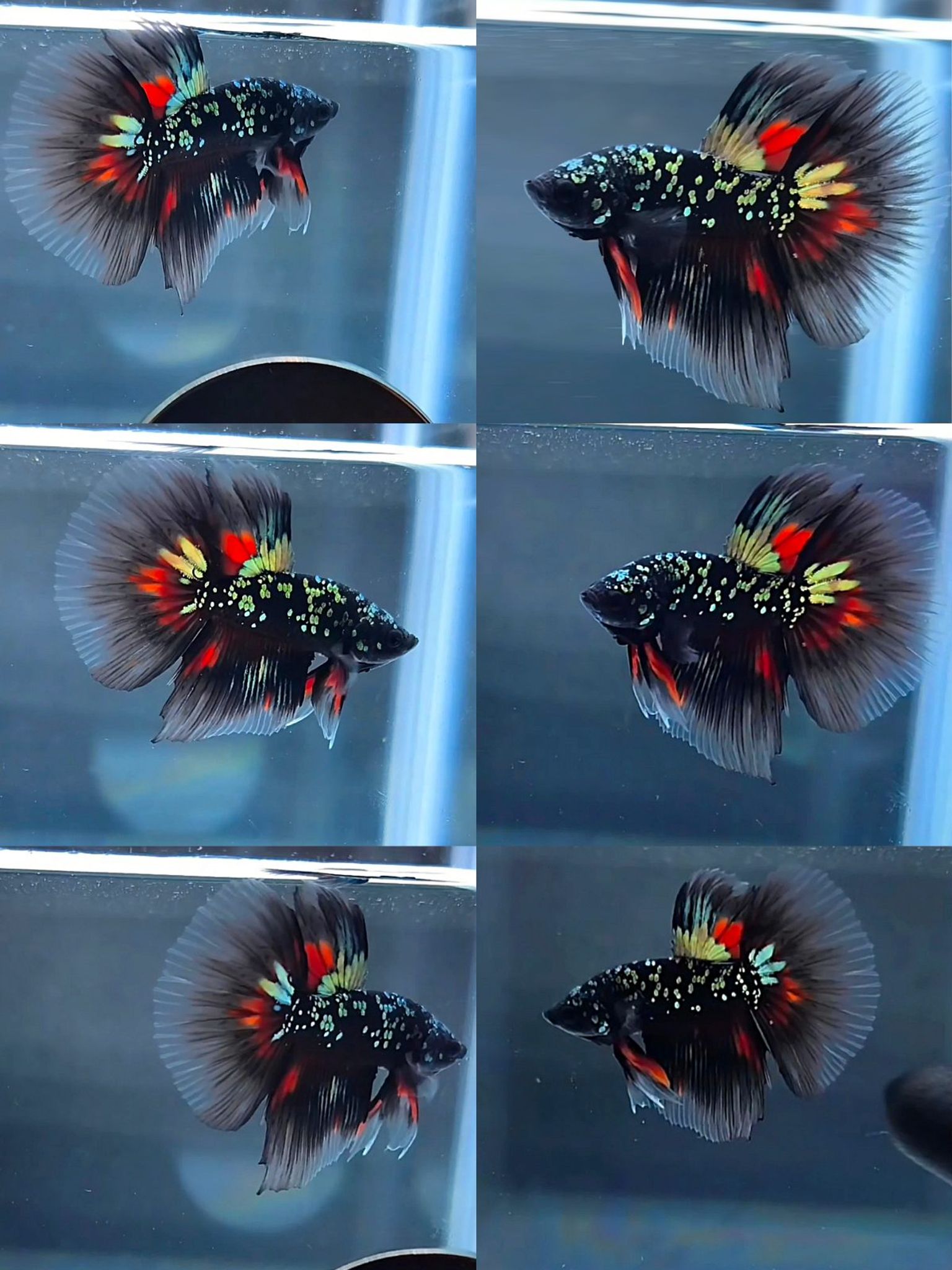 Male halfmoon avatar copper variations🔥
