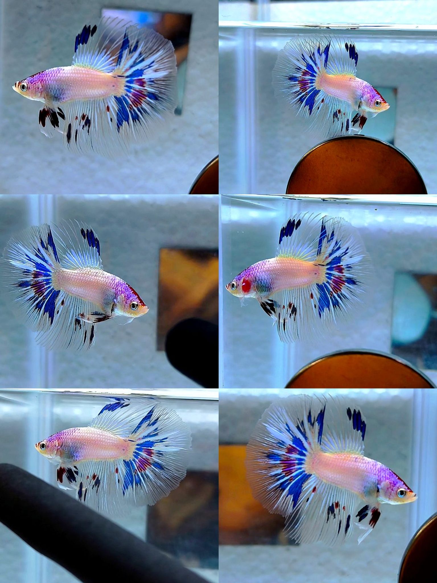 Male halfmoon candy aoc