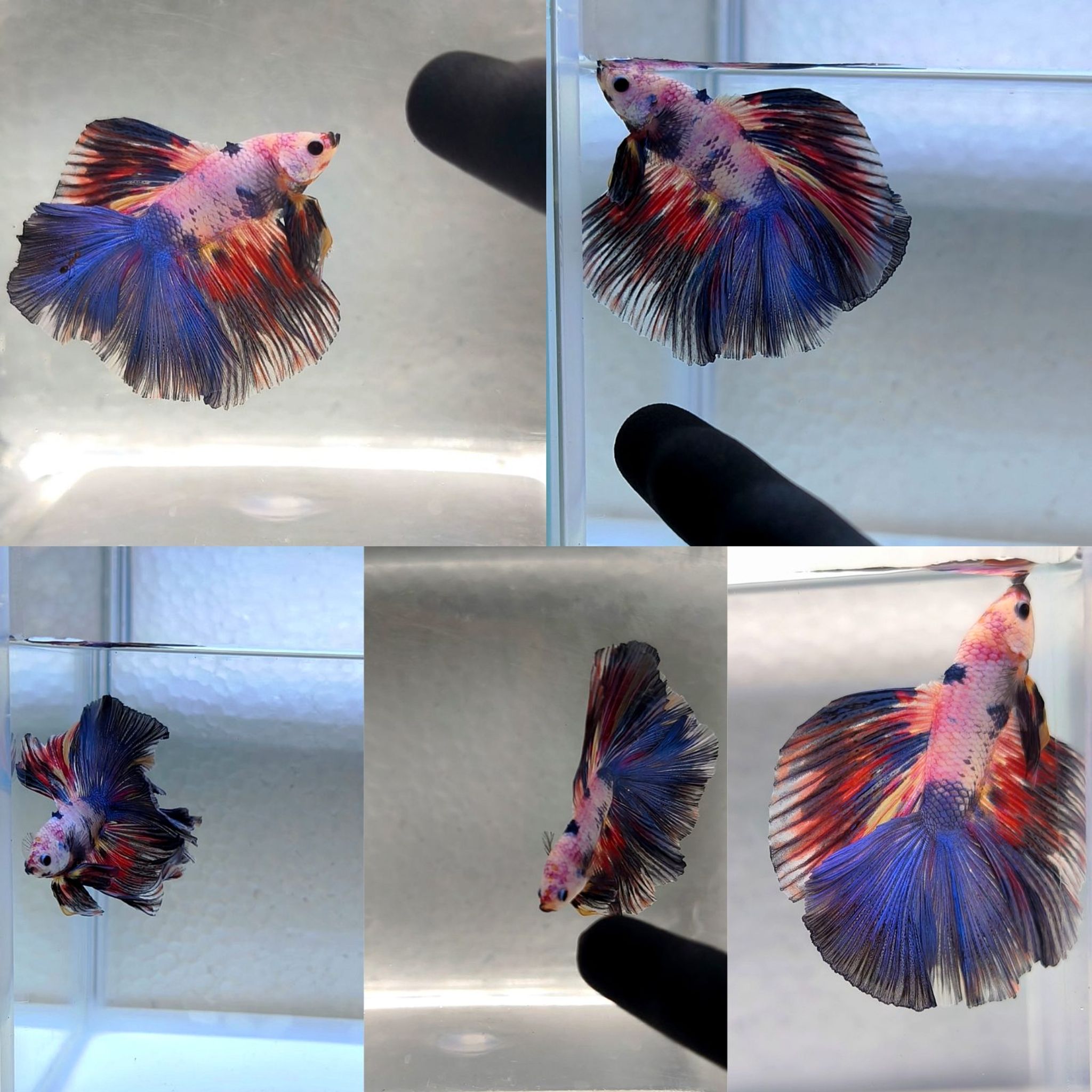 Male halfmoon double tail candy