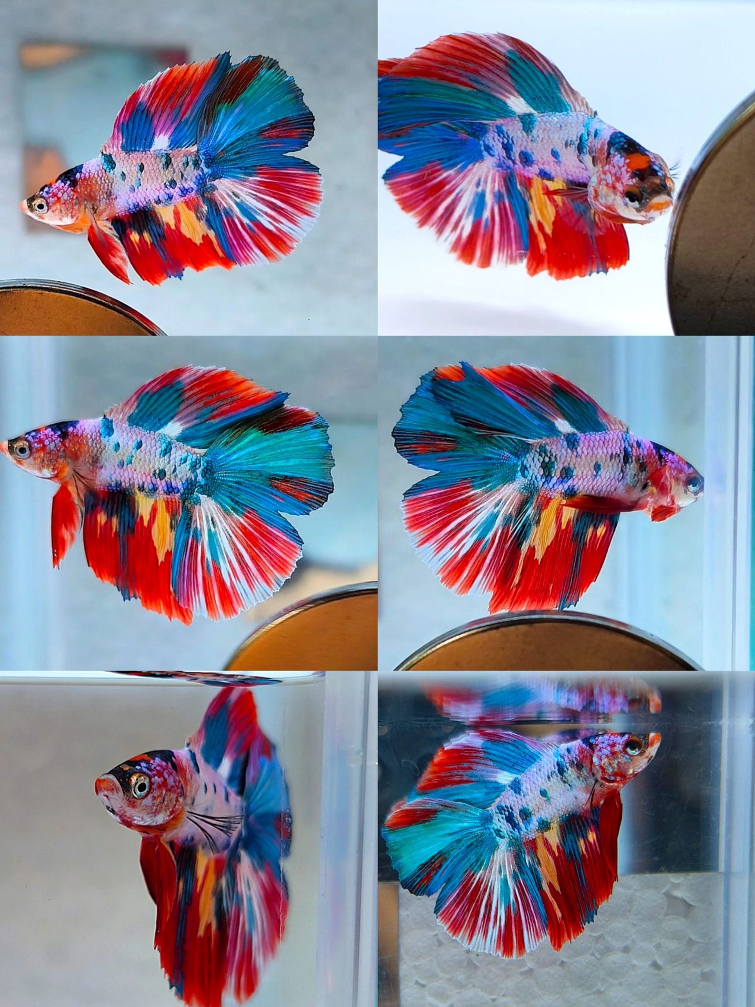 Male halfmoon double tail multicolor