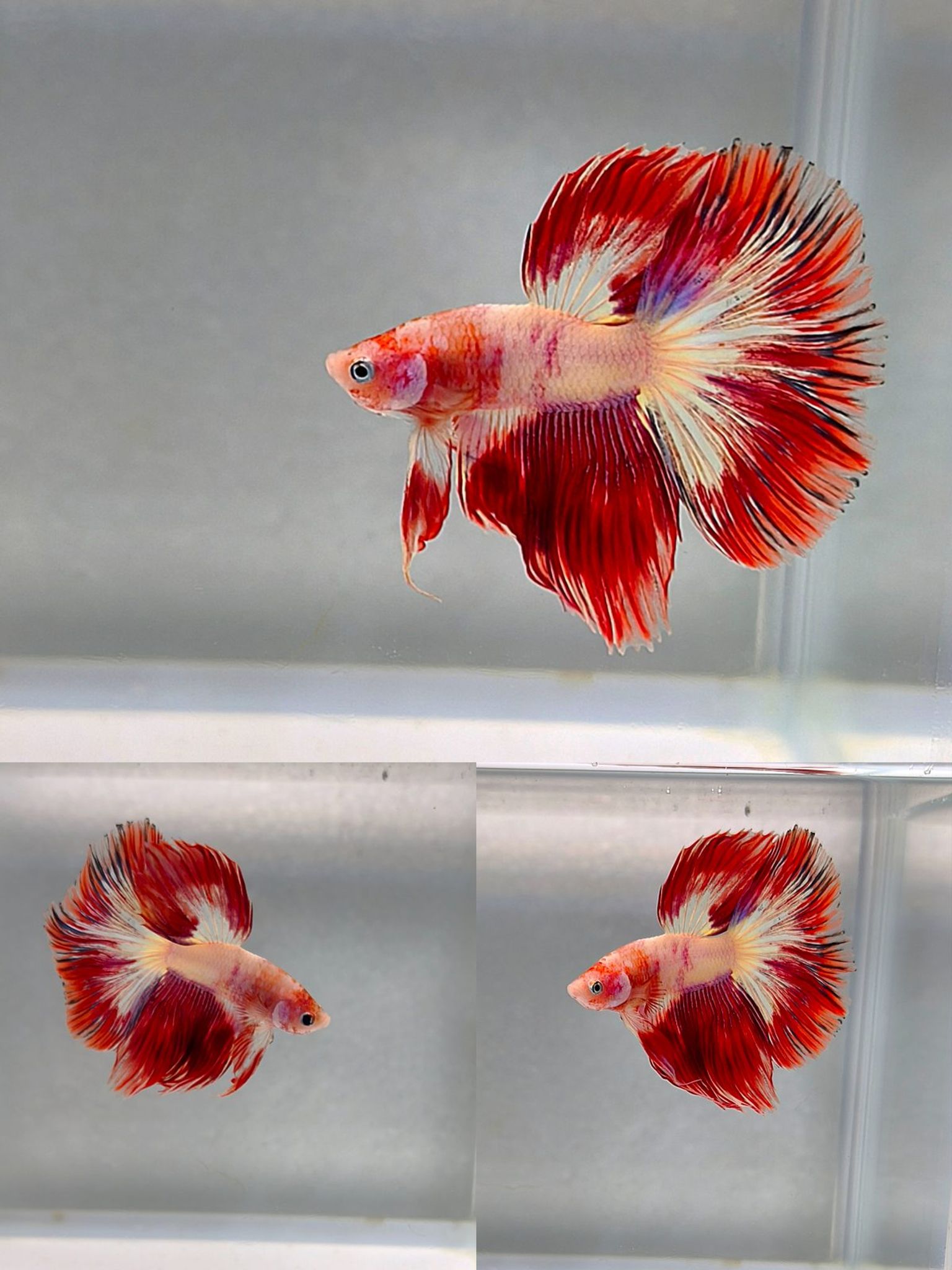 Male halfmoon fancy candy unicolor