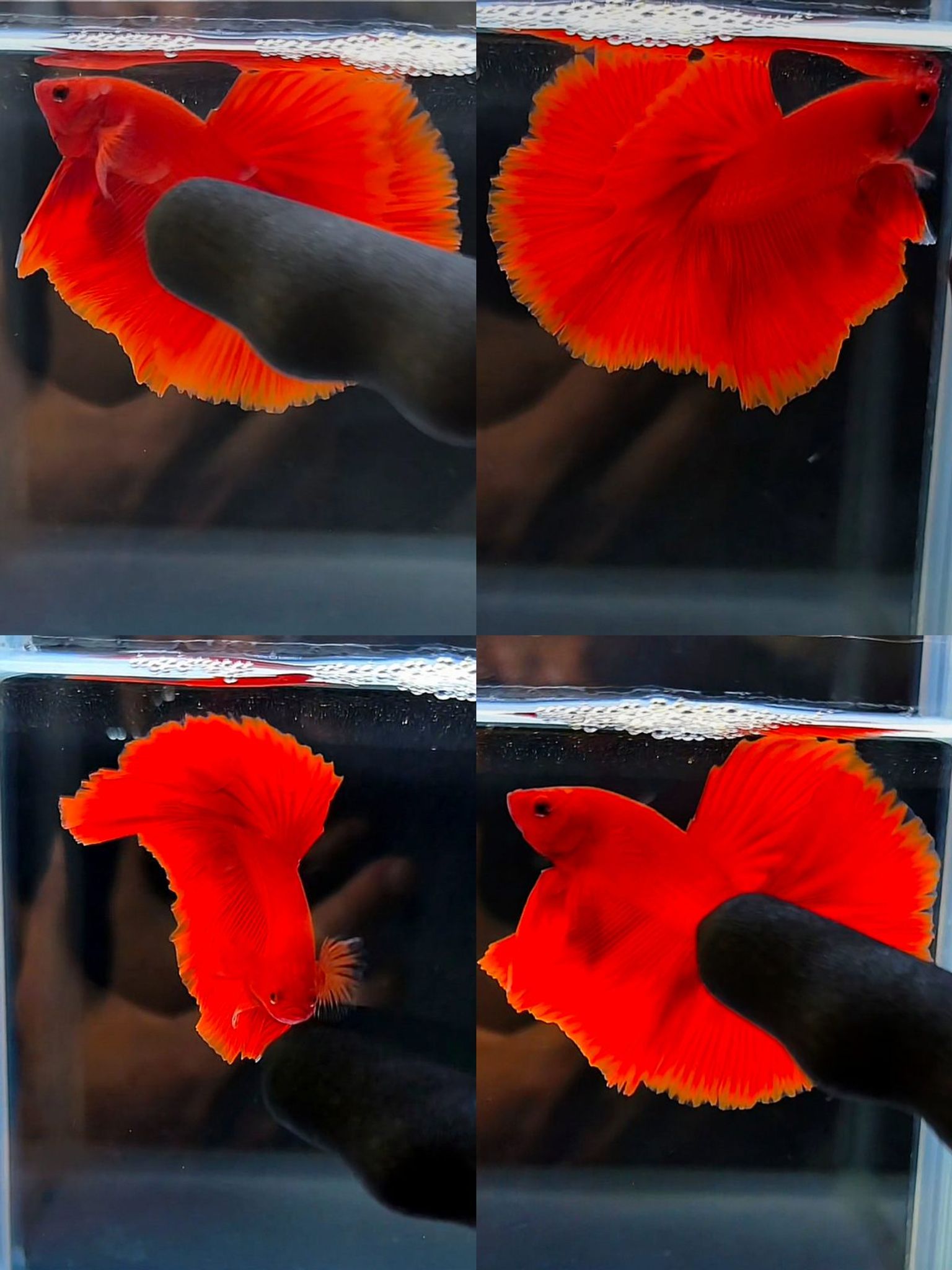 Male halfmoon super red