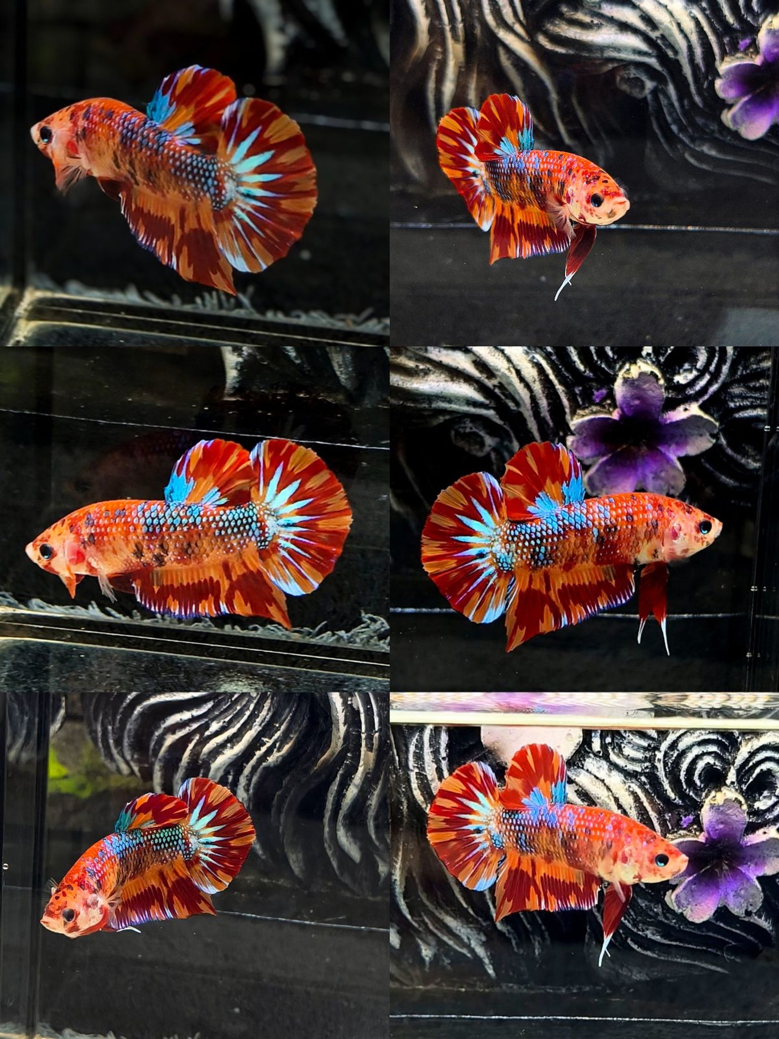Male multi metalic