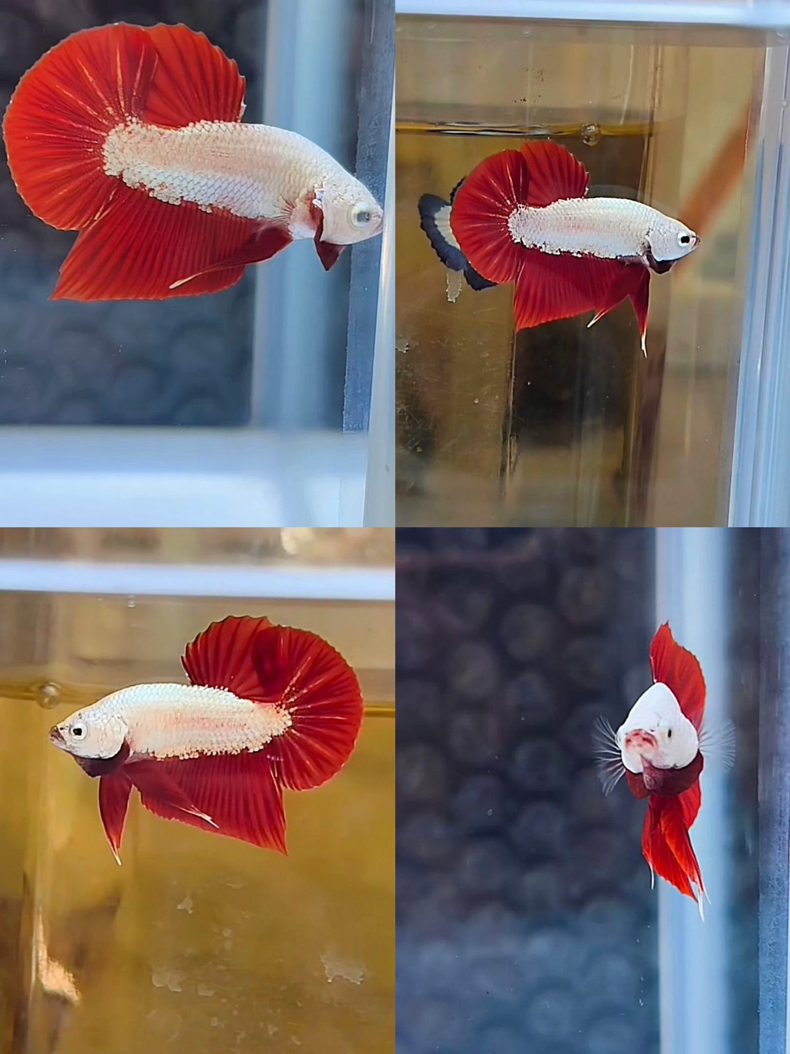 Male red dragon snow