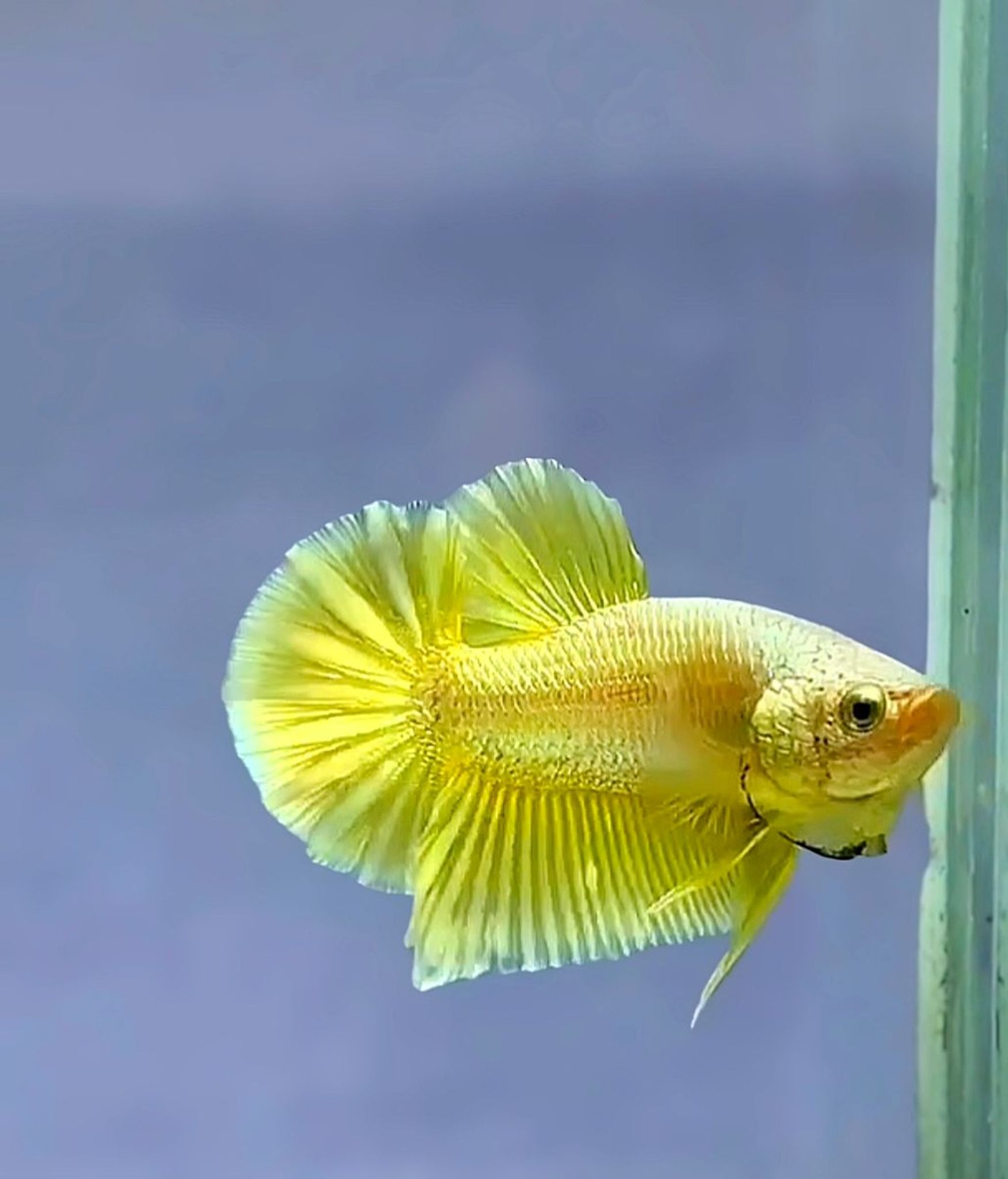 1 (Male yellow super gold 24 karat 💫)