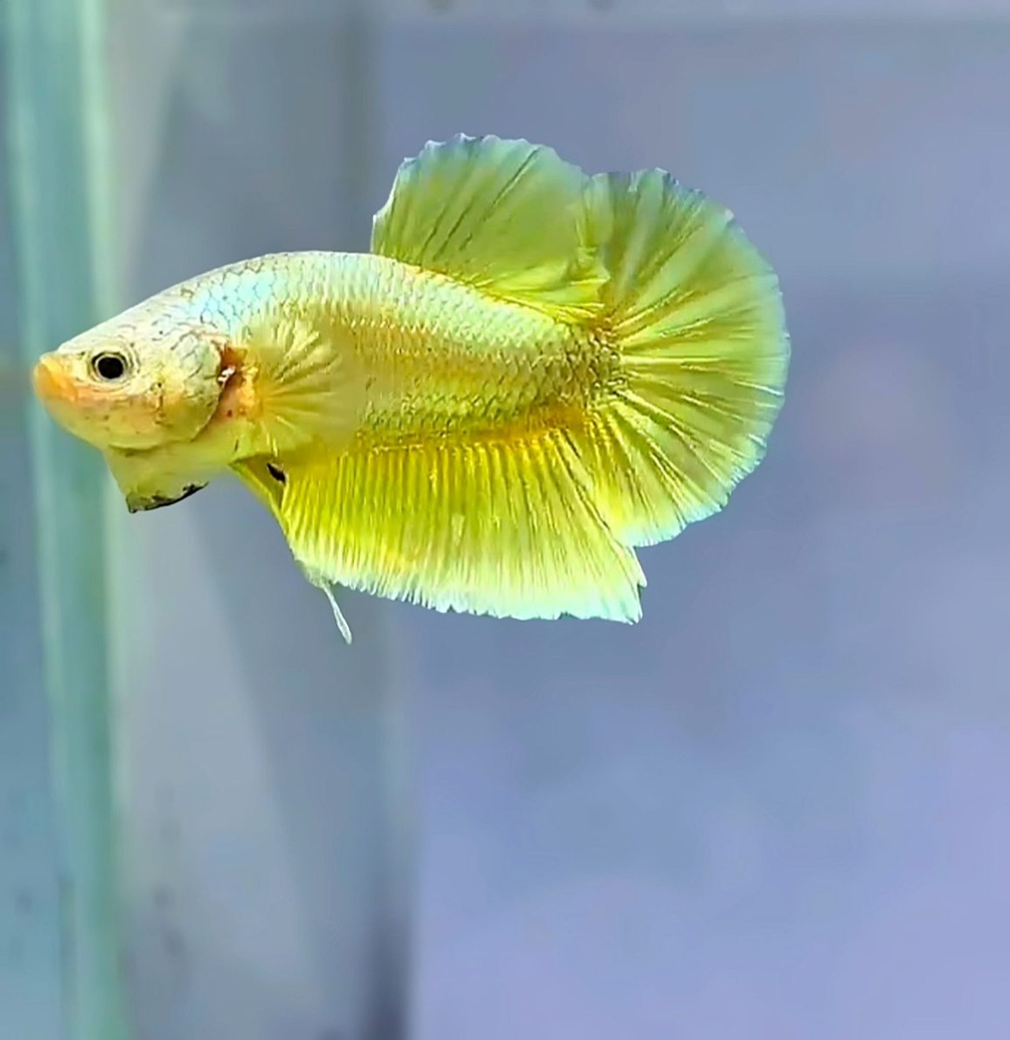 Male yellow super gold 24 karat 💫