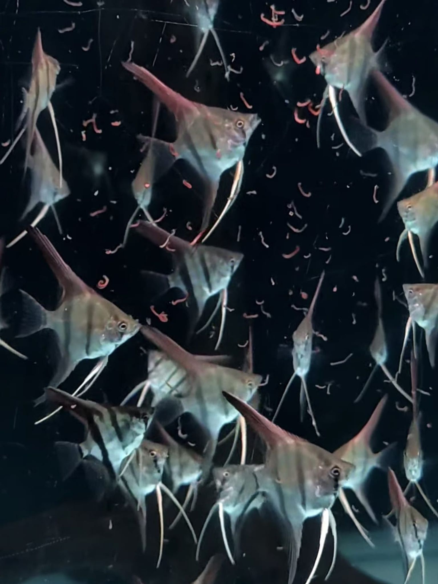 Manacapuru Angelfish