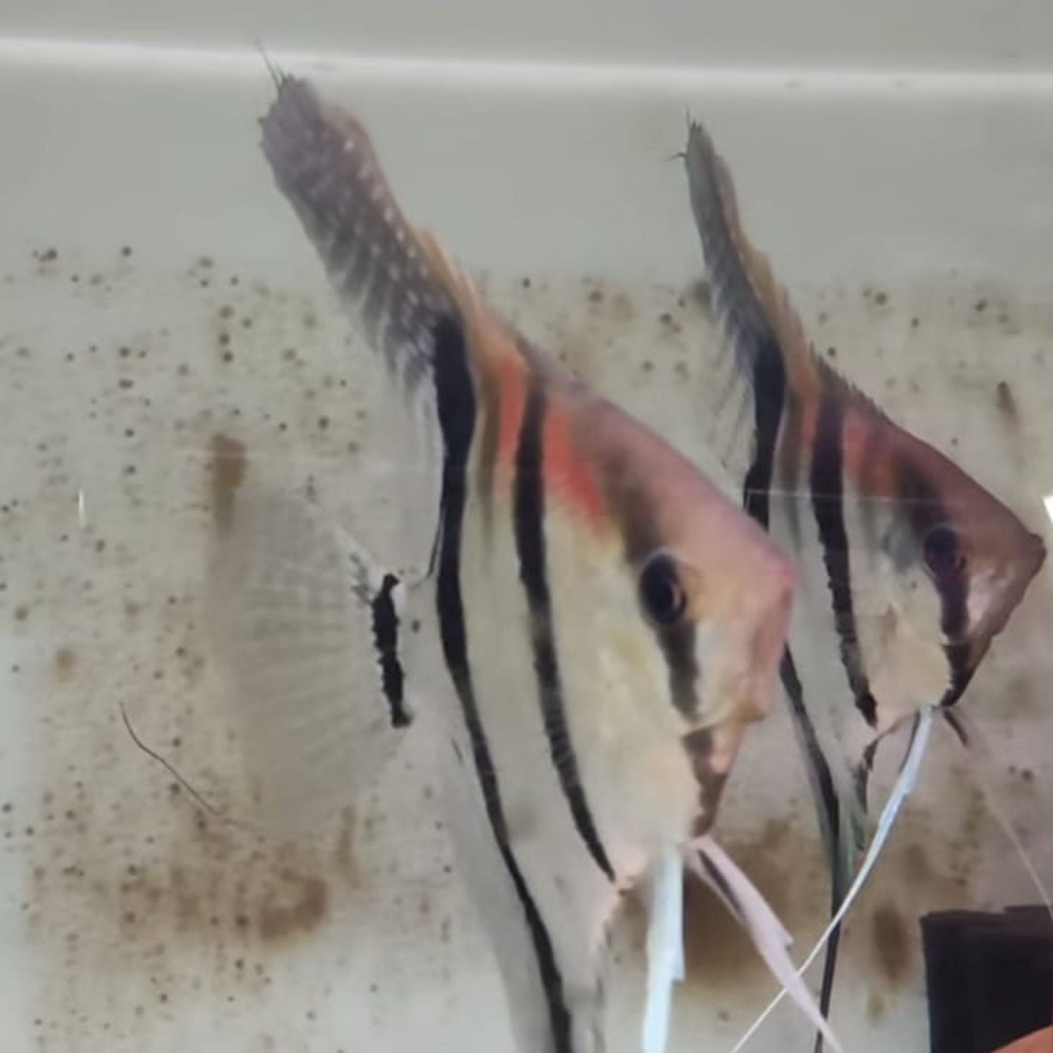 Manacapuru Angelfish