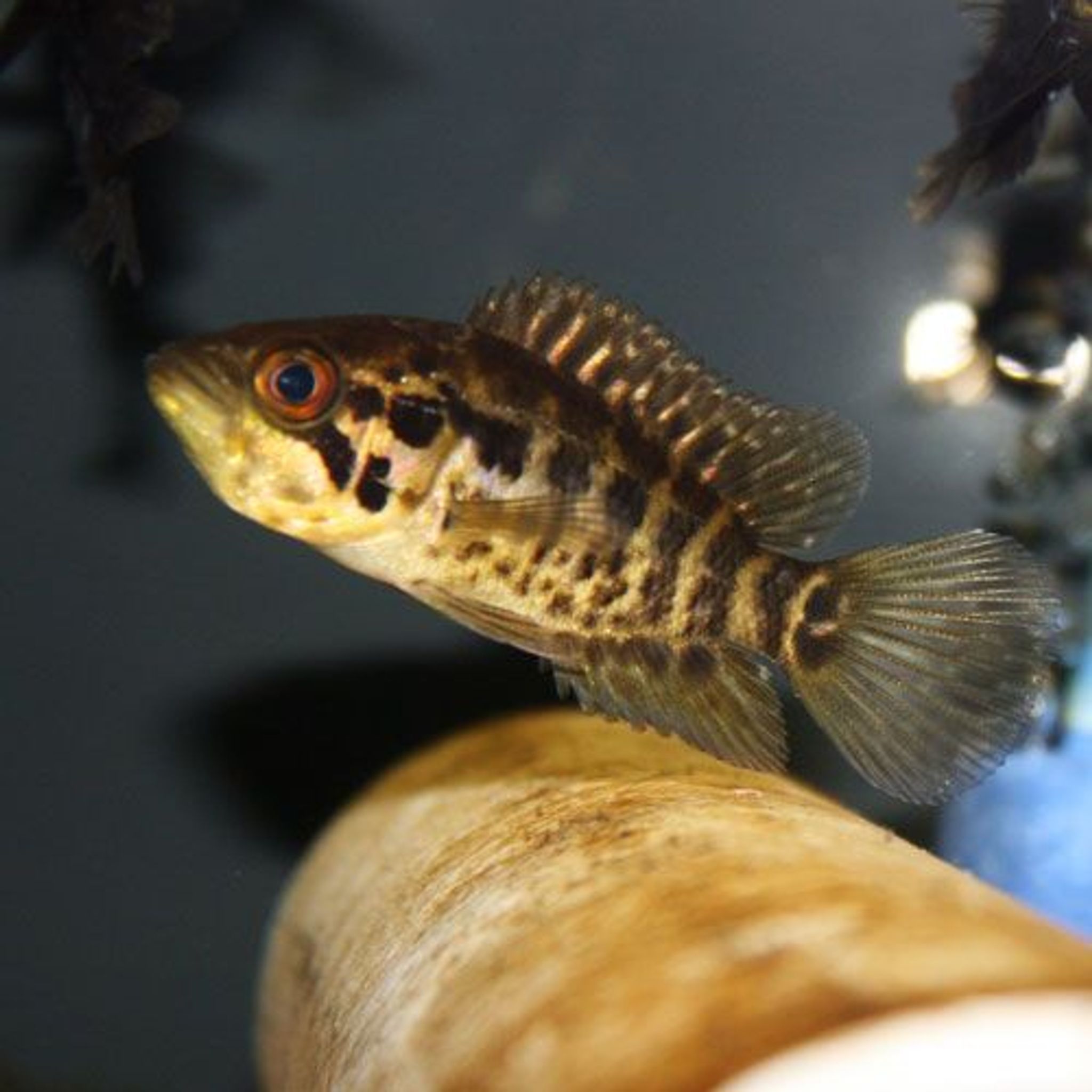 Managuense Cichlid