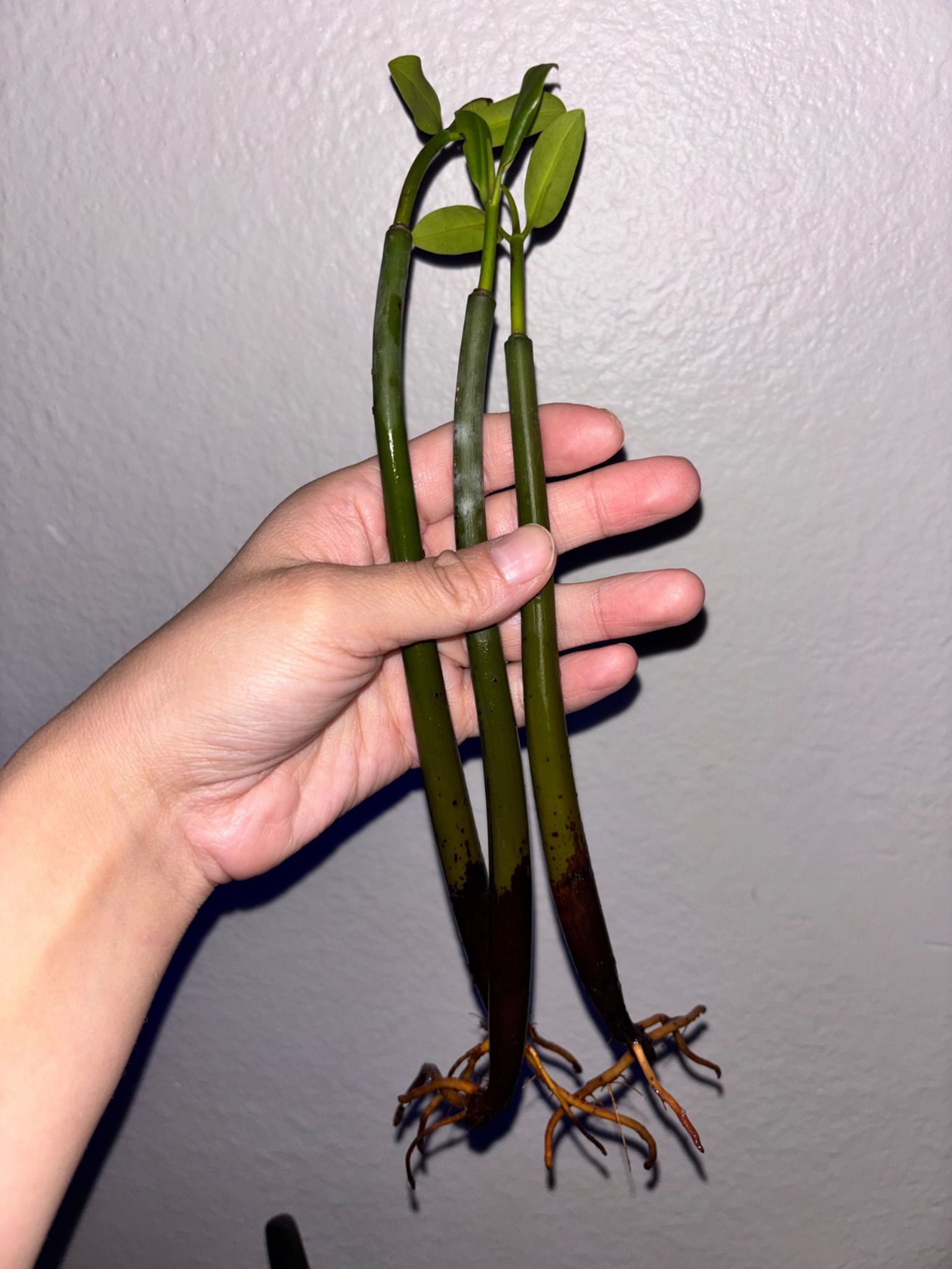 Mangrove Pack of 3